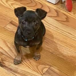 Tucker (daryl), adopted, Young Male Chihuahua.