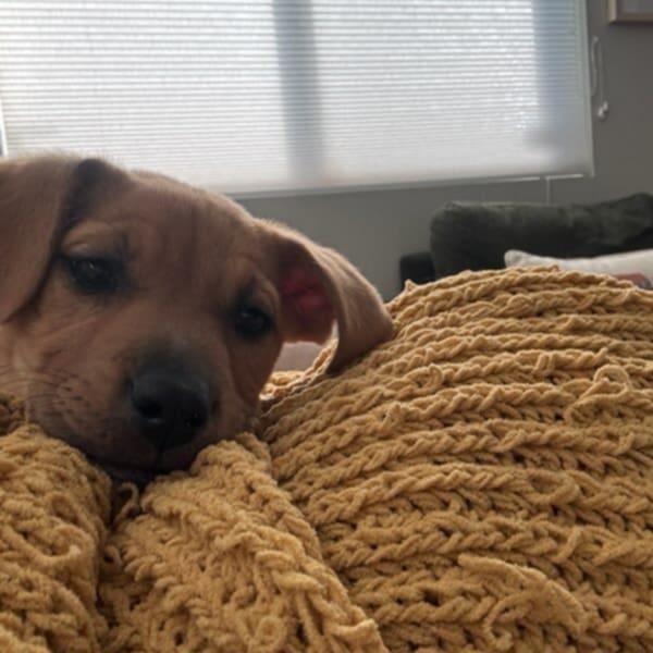 Enlarge SPARKLES, a ADOPTABLE Mixed Breed in Loveland, CO image 5/5