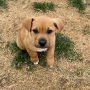 Enlarge SPARKLES, a ADOPTABLE Mixed Breed in Loveland, CO image 4/5