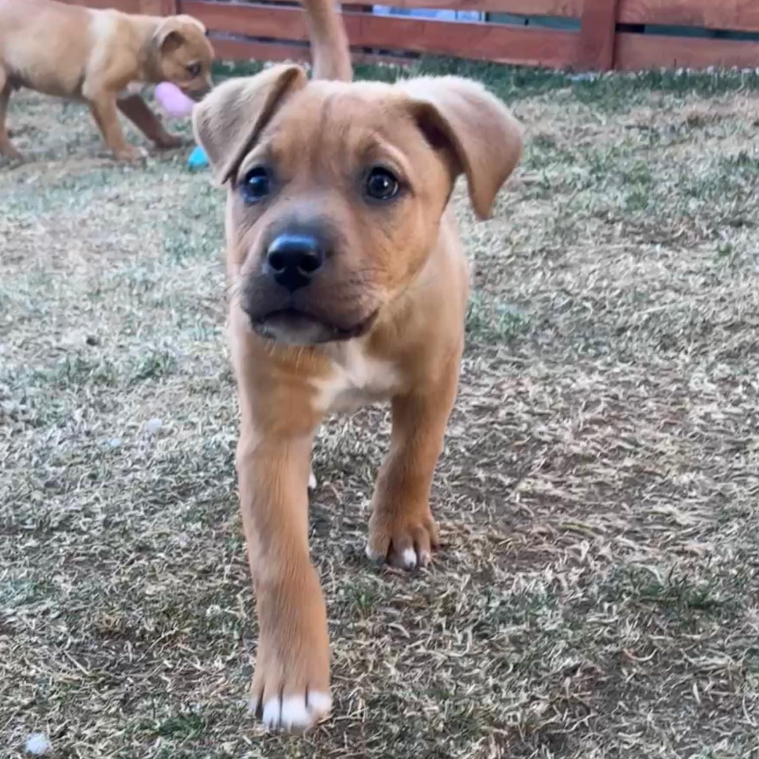 Enlarge SPARKLES, a ADOPTABLE Mixed Breed in Loveland, CO image 3/5