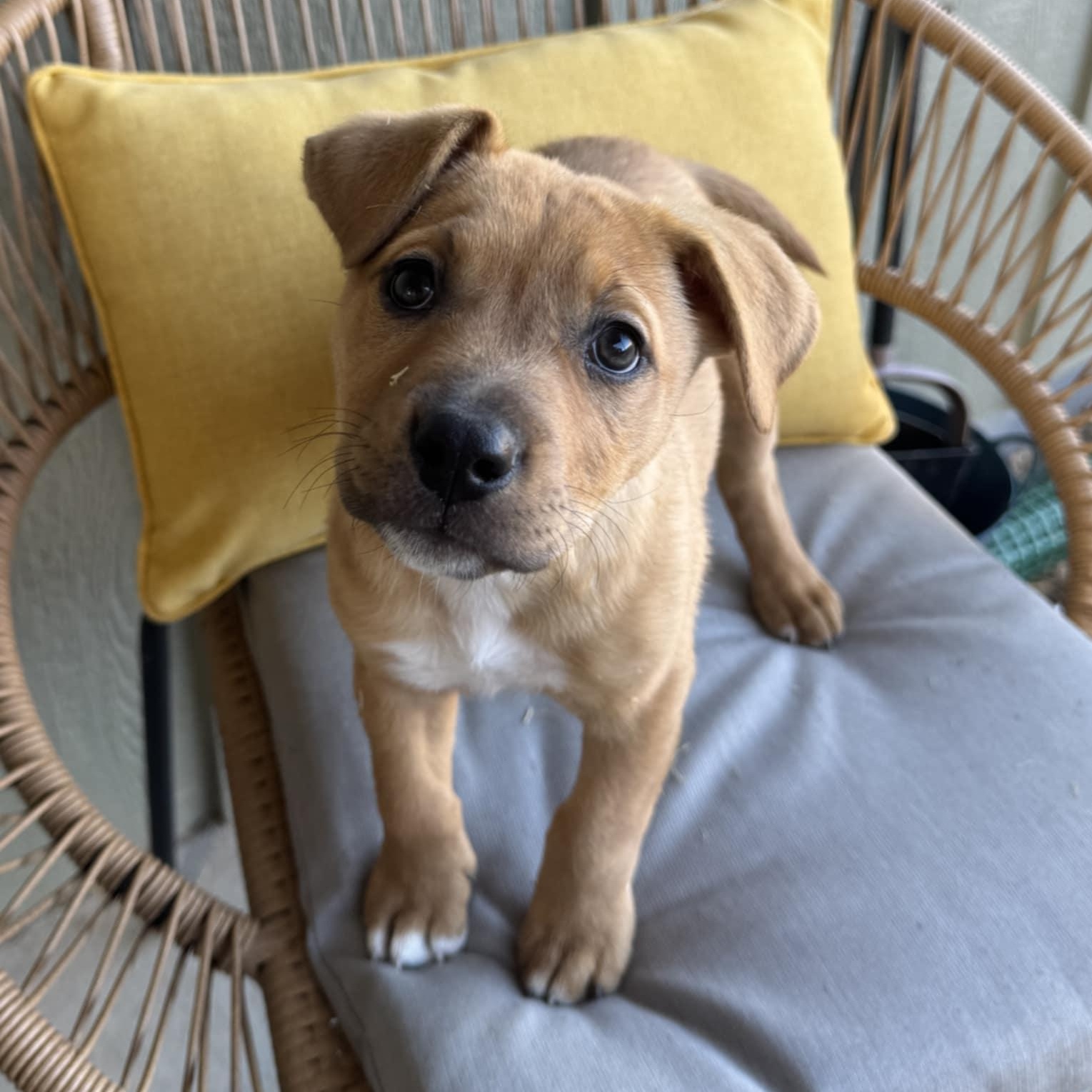 Enlarge SPARKLES, a ADOPTABLE Mixed Breed in Loveland, CO image 1/5