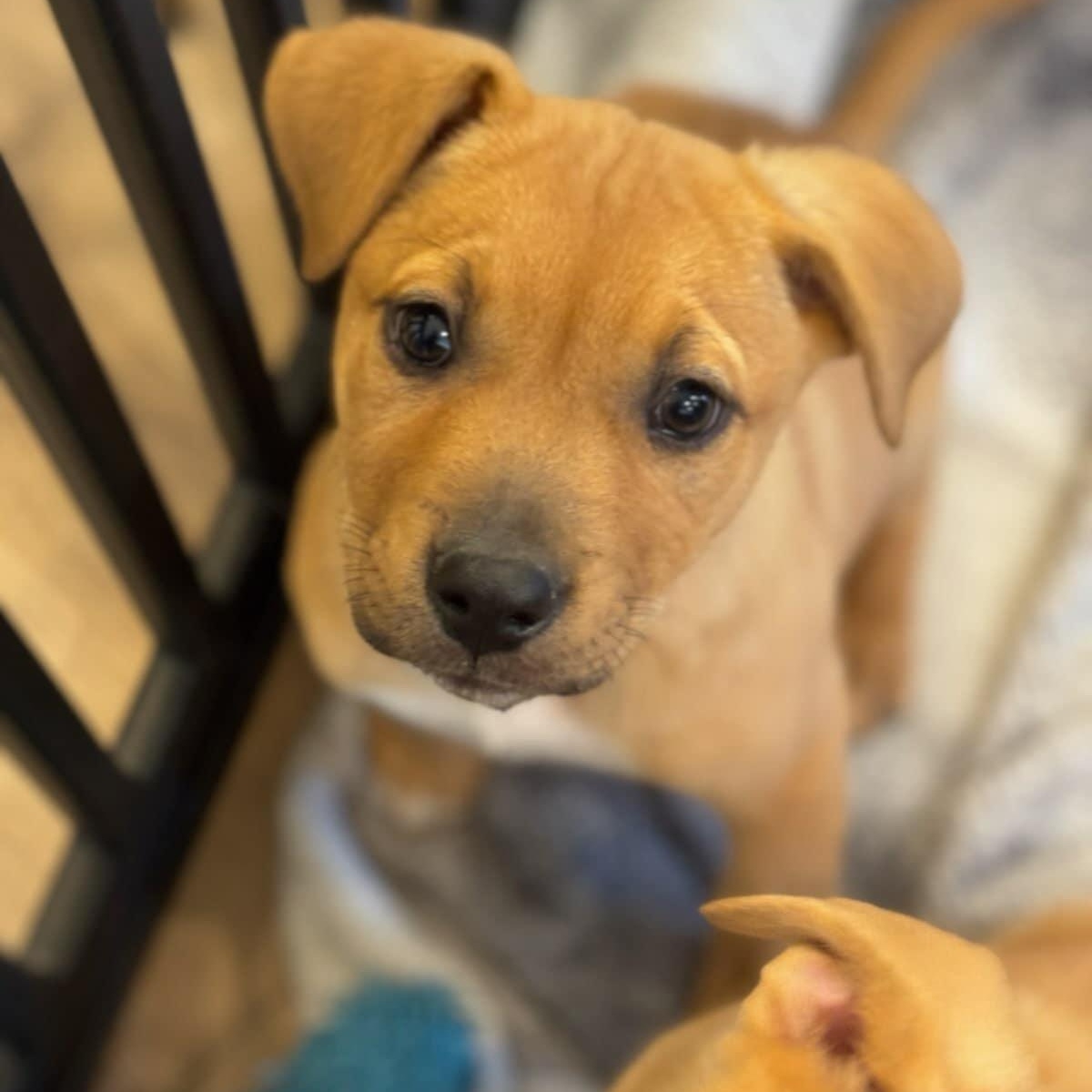 Enlarge SPARKLES, a ADOPTABLE Mixed Breed in Loveland, CO image 2/5