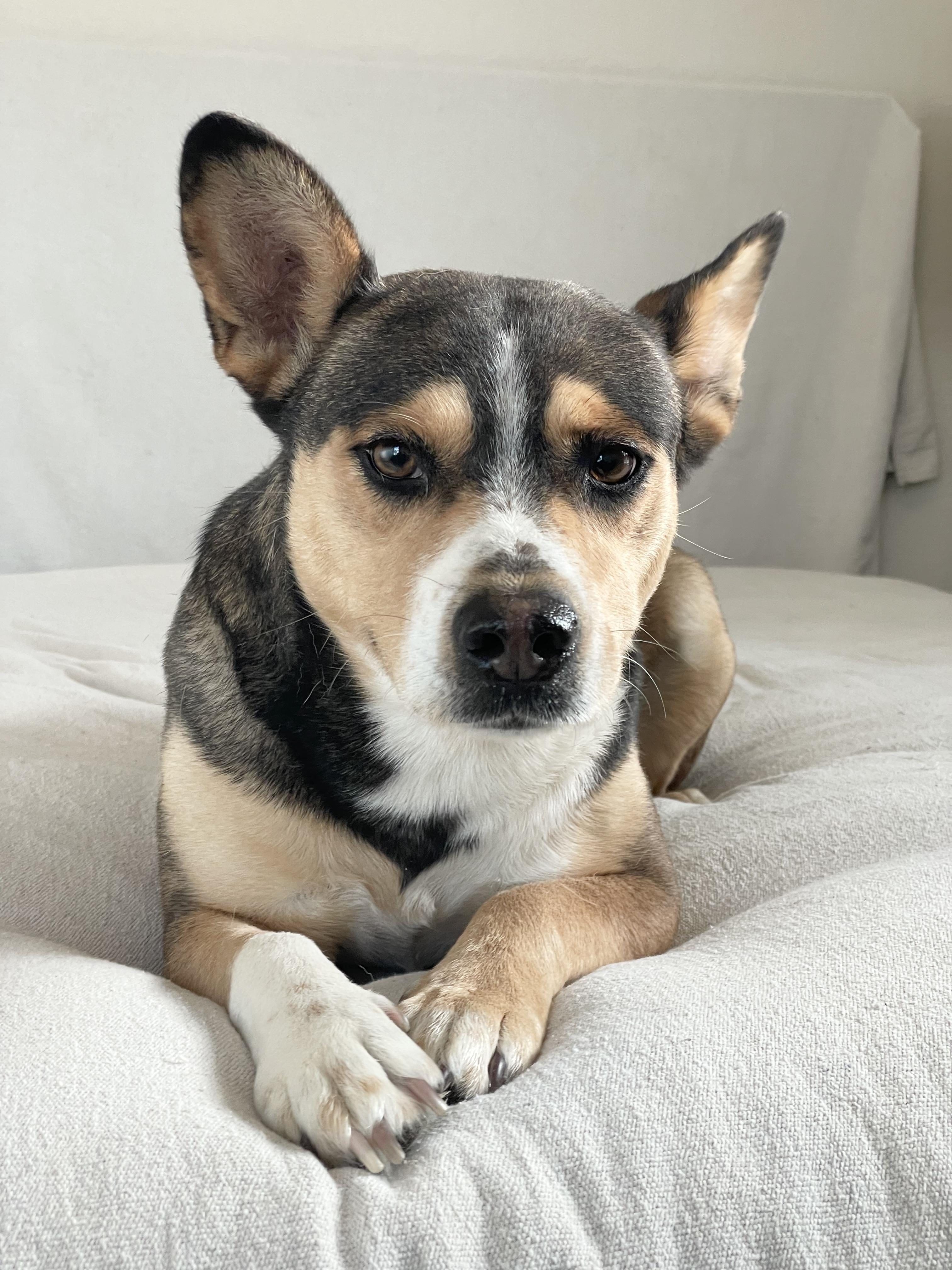 Enlarge Loving Makayla, a ADOPTABLE mixed breed in West Hartford , CT image 3/5