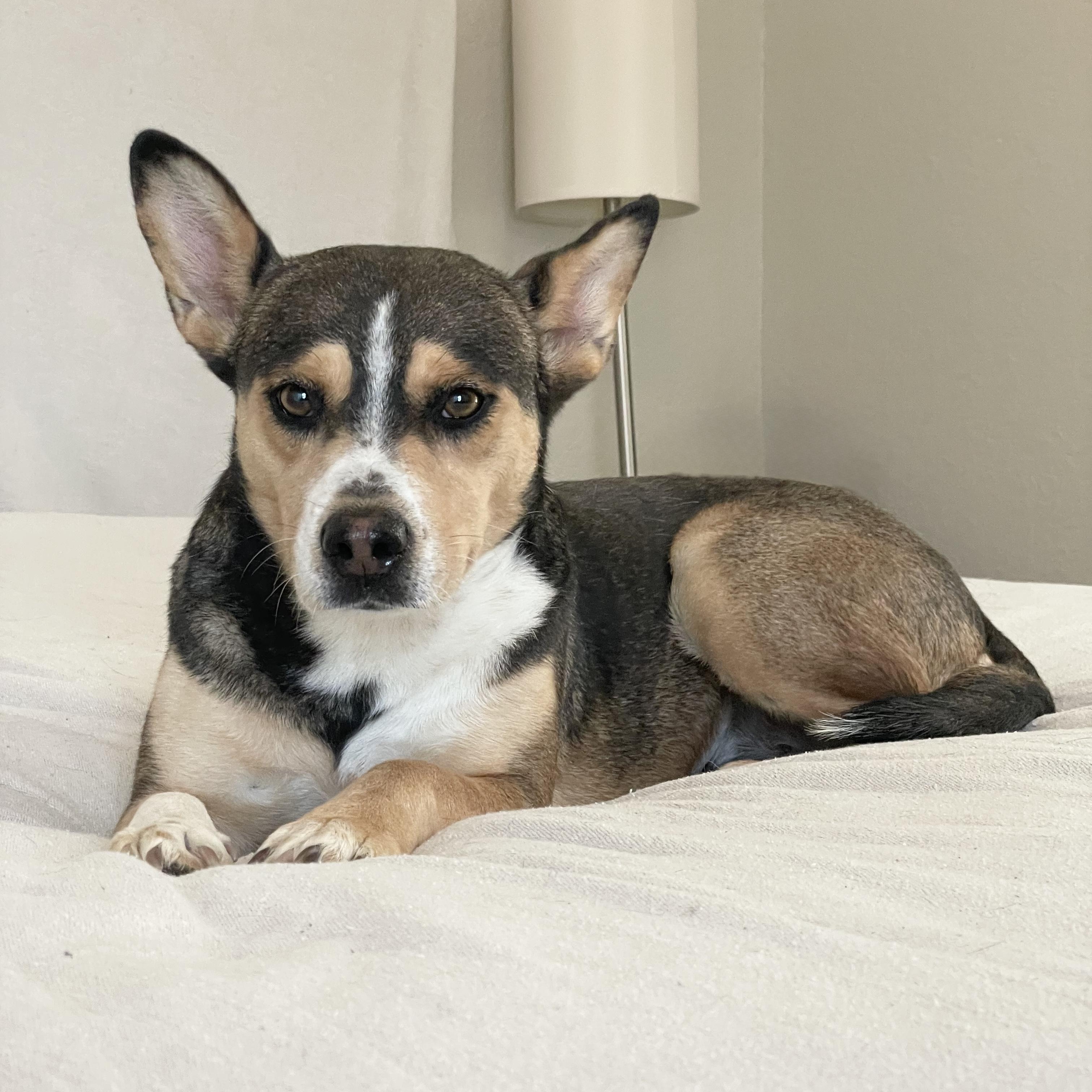 Enlarge Loving Makayla, a ADOPTABLE mixed breed in West Hartford , CT image 5/5