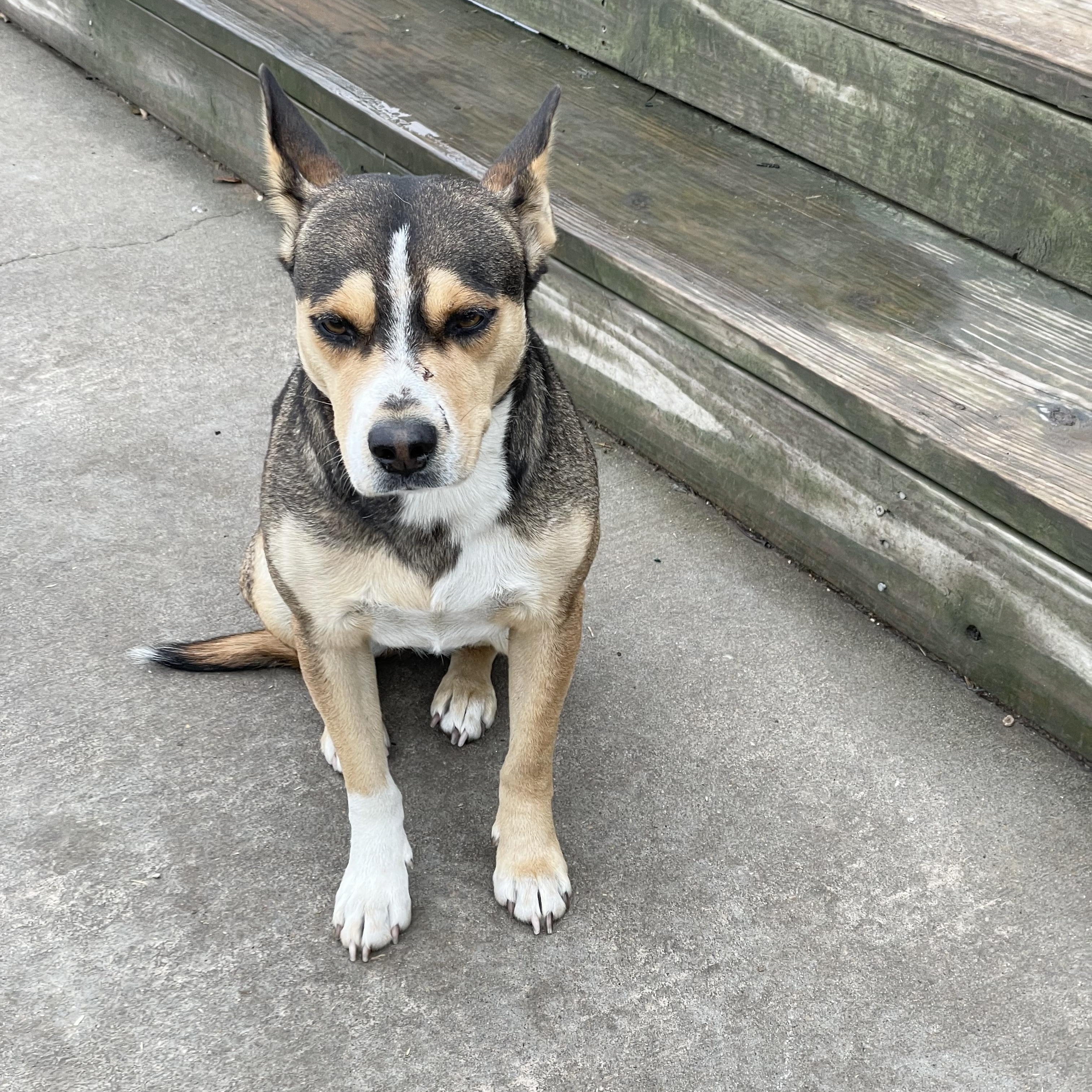 Enlarge Loving Makayla, a ADOPTABLE mixed breed in West Hartford , CT image 4/5