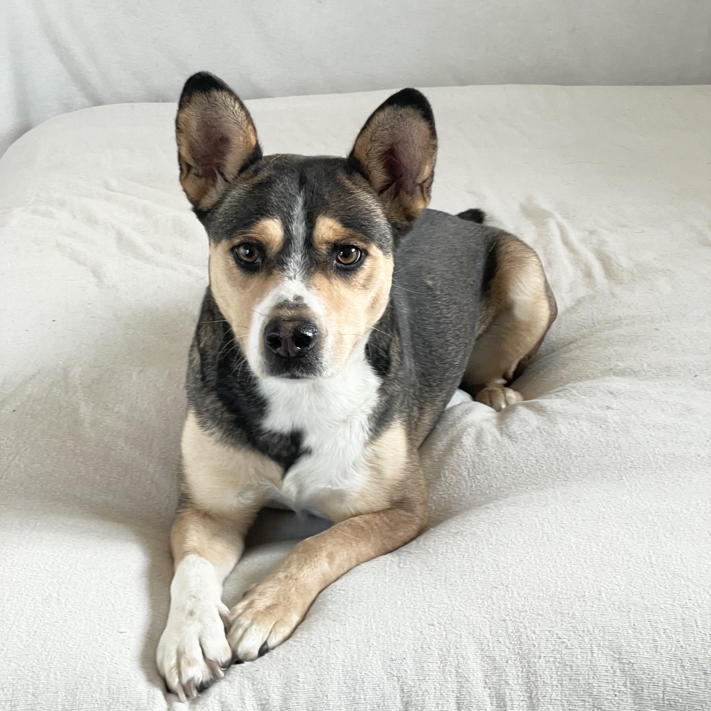 Enlarge Loving Makayla, a ADOPTABLE mixed breed in West Hartford , CT image 1/5