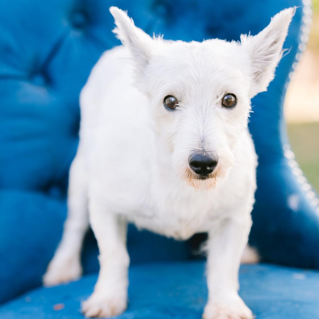 Enlarge Annabell, a Adoptable West Highland White Terrier / Westie in Zionsville, IN image 1/1