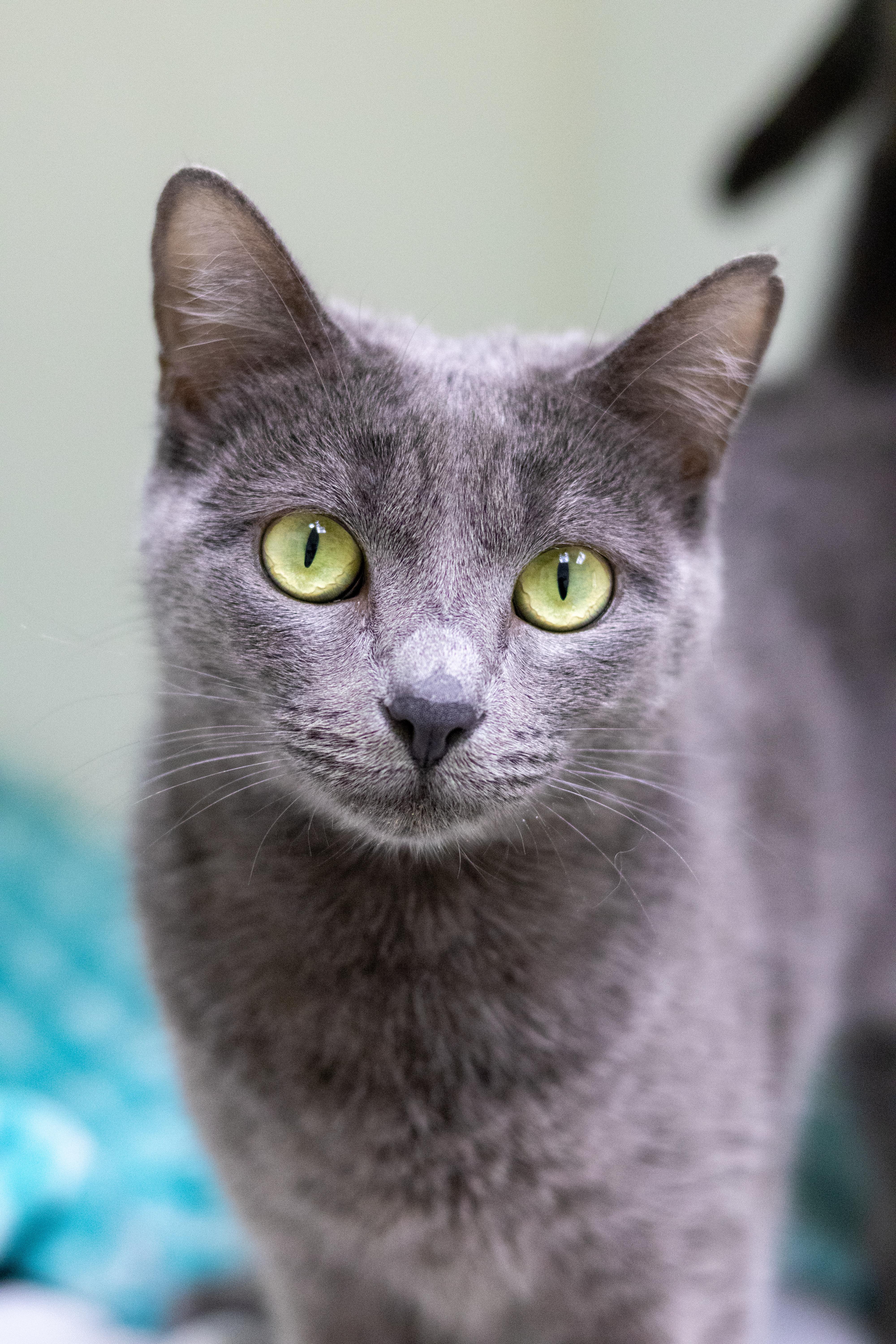 Enlarge Sabrina, a Adoptable mixed breed in Terryville, CT image 1/6