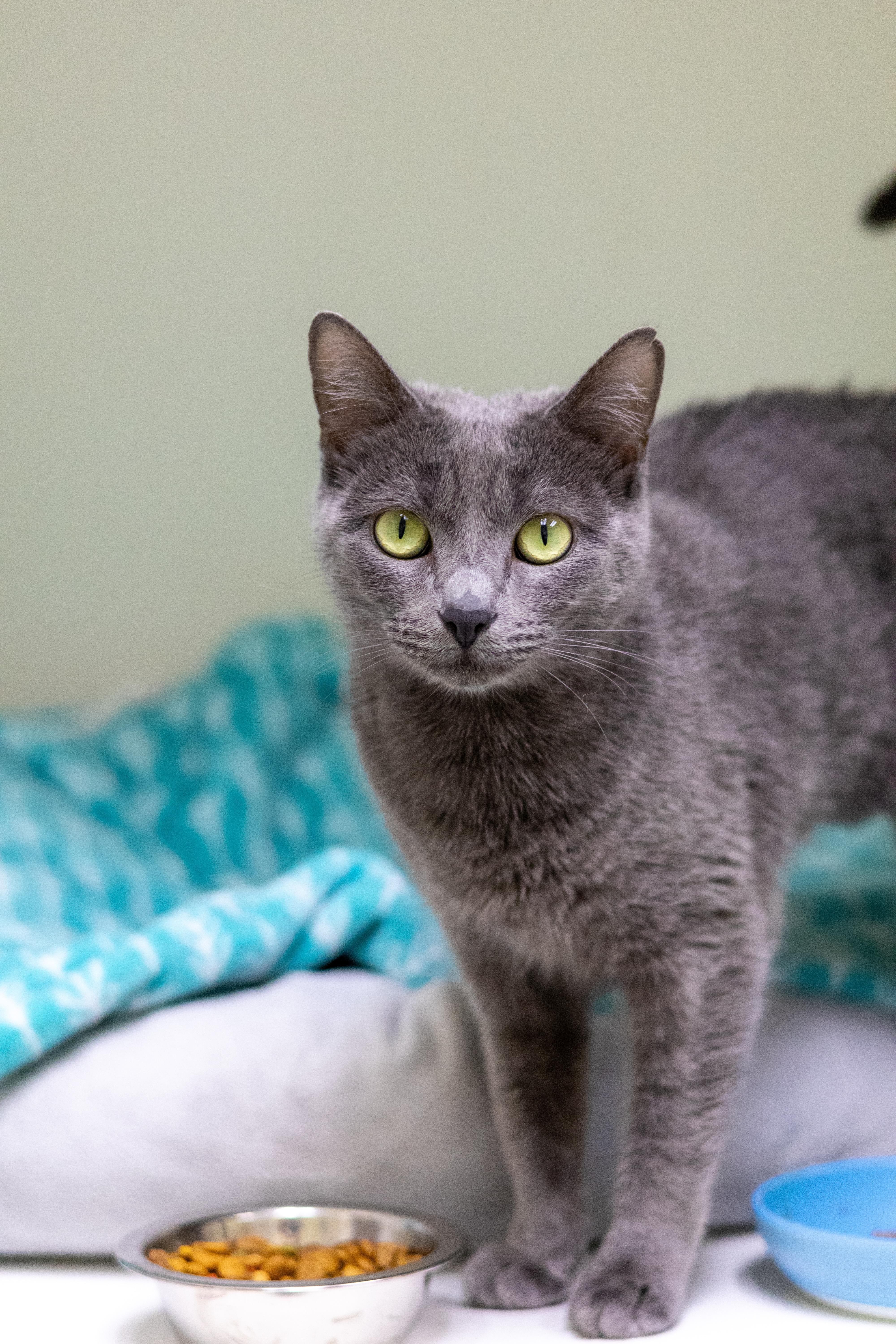 Enlarge Sabrina, a Adoptable mixed breed in Terryville, CT image 2/6