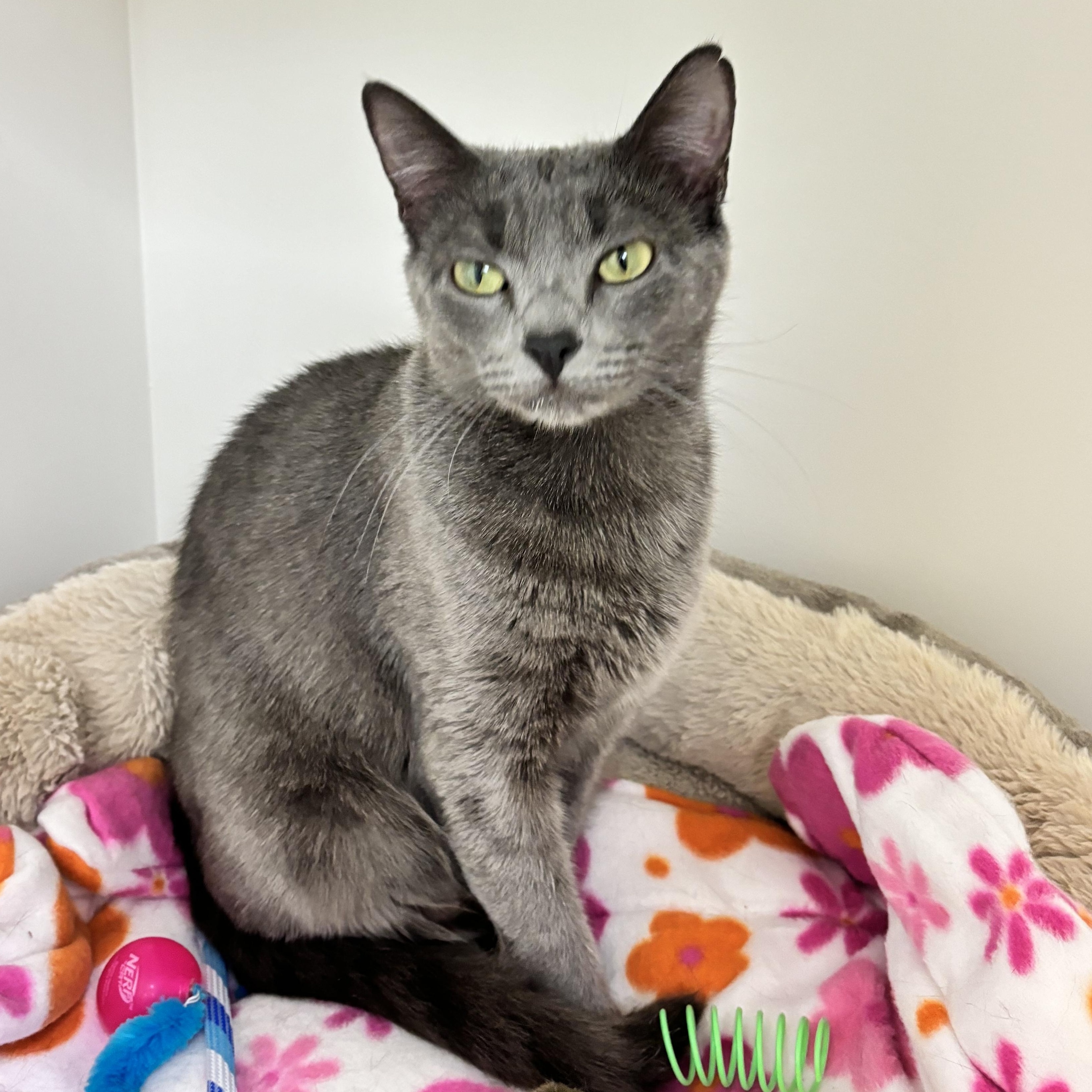 Enlarge Sabrina, a Adoptable mixed breed in Terryville, CT image 5/6