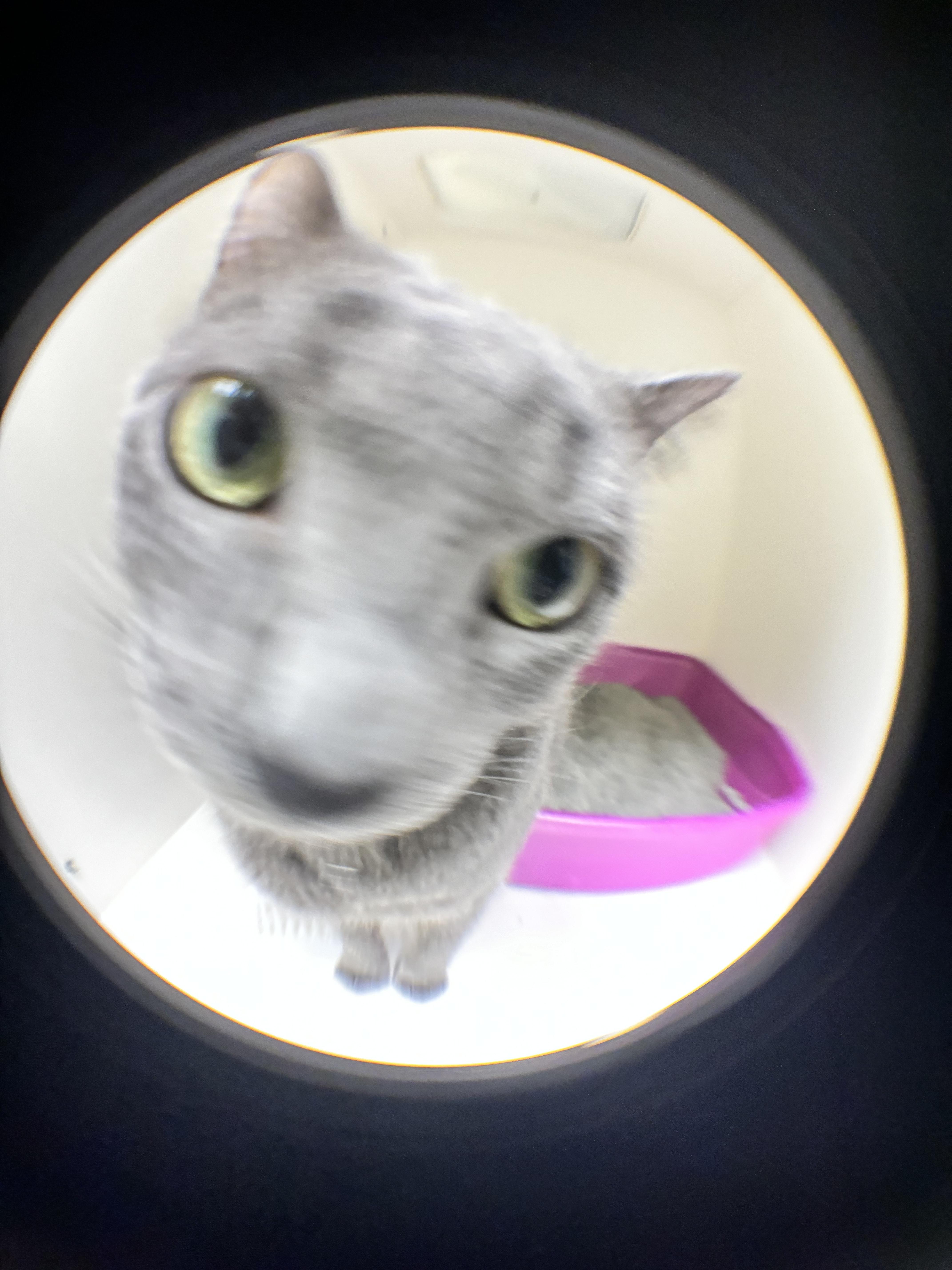 Enlarge Sabrina, a Adoptable mixed breed in Terryville, CT image 3/6