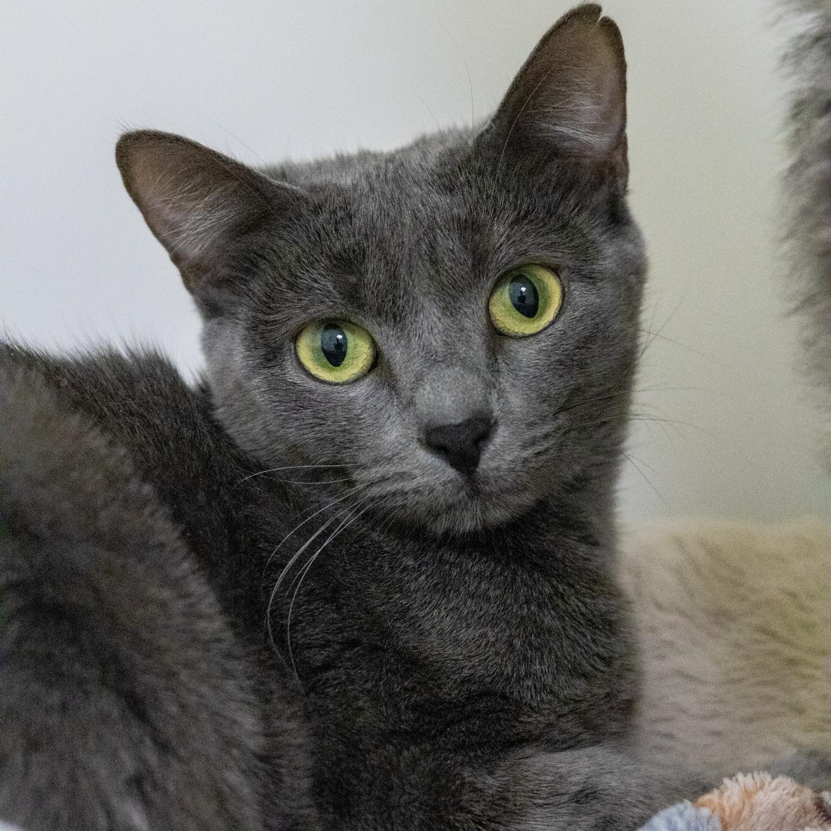 Sabrina, Adoptable, Young Female Domestic Short Hair.