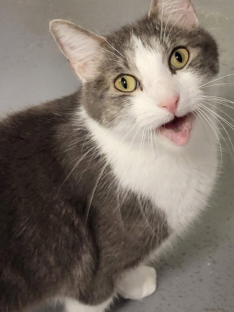Spencer, Adoptable, Adult Male Domestic Short Hair.