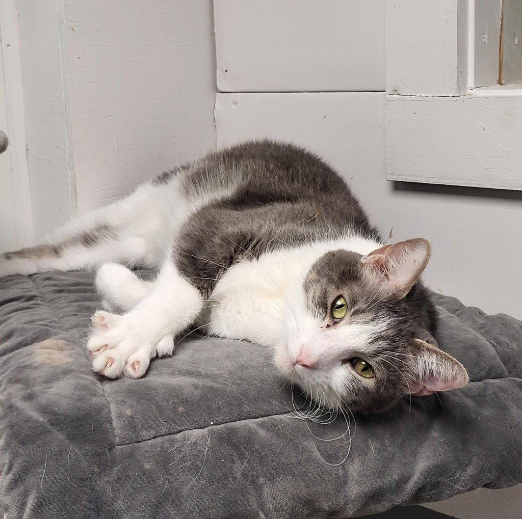 Spencer, a Adoptable Domestic Short Hair in Ellijay, GA image 2/3