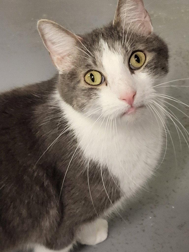 Spencer, a Adoptable Domestic Short Hair in Ellijay, GA image 3/3