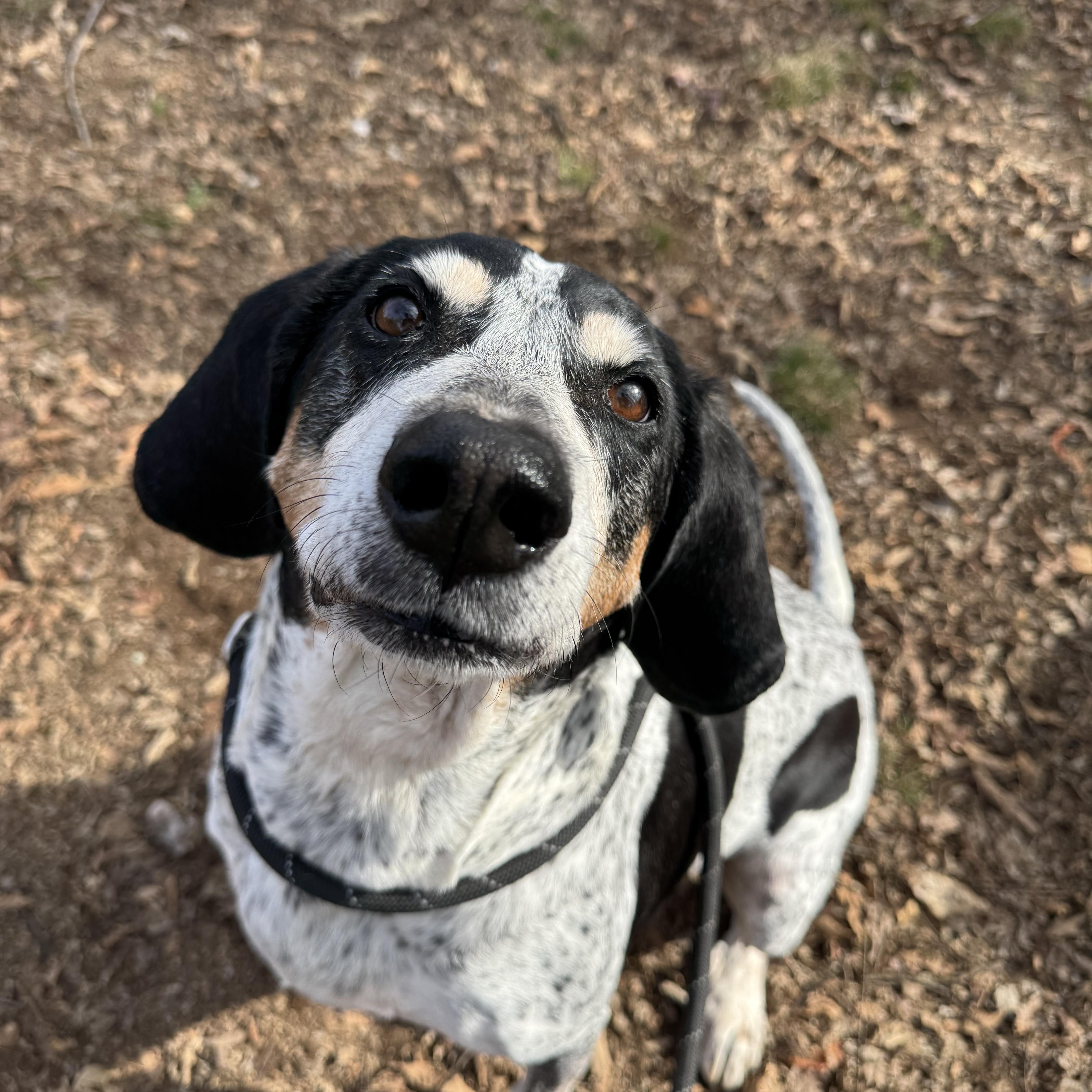 Enlarge Dixey , a ADOPTABLE Bluetick Coonhound in Loudon, TN image 1/4