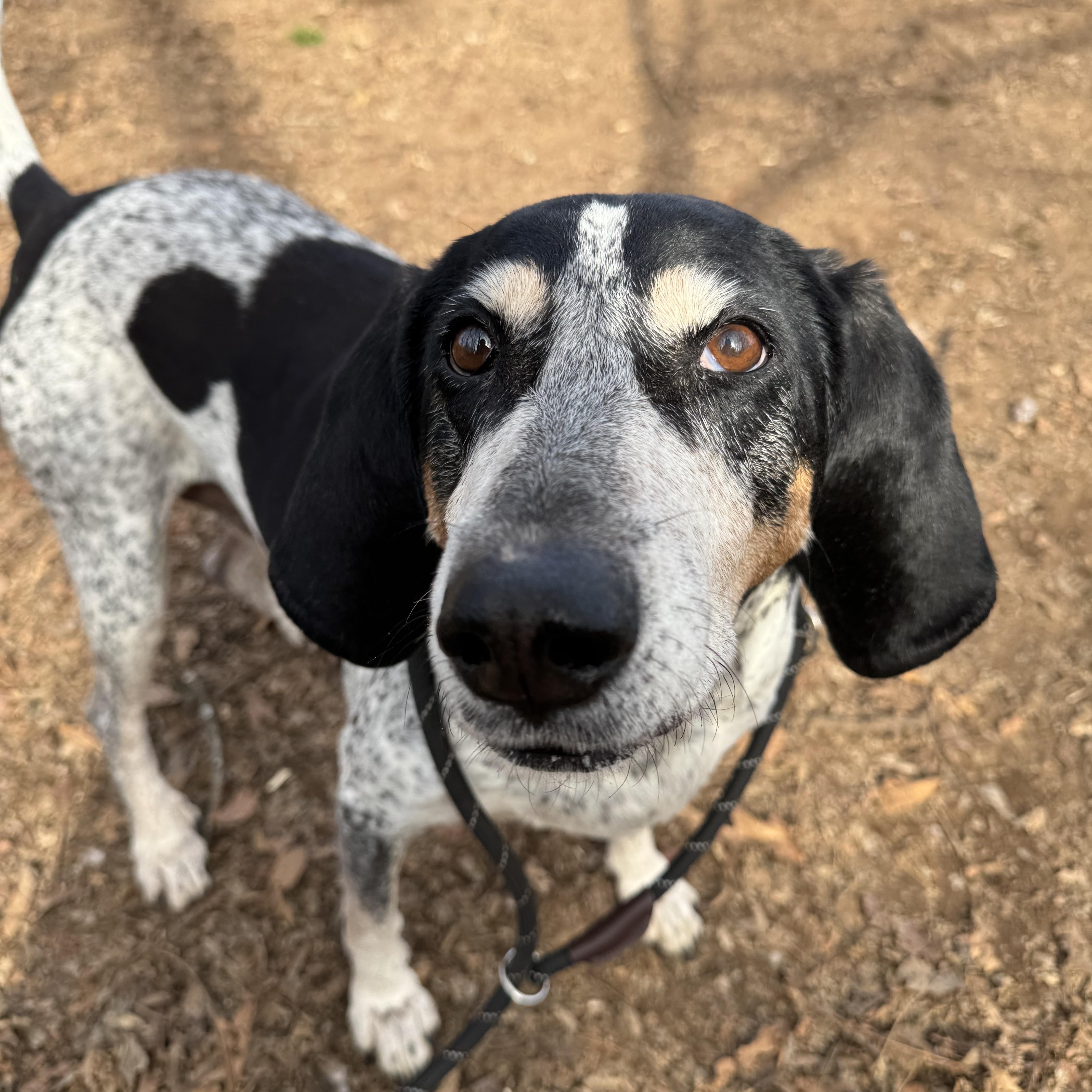 Enlarge Dixey , a ADOPTABLE Bluetick Coonhound in Loudon, TN image 4/4