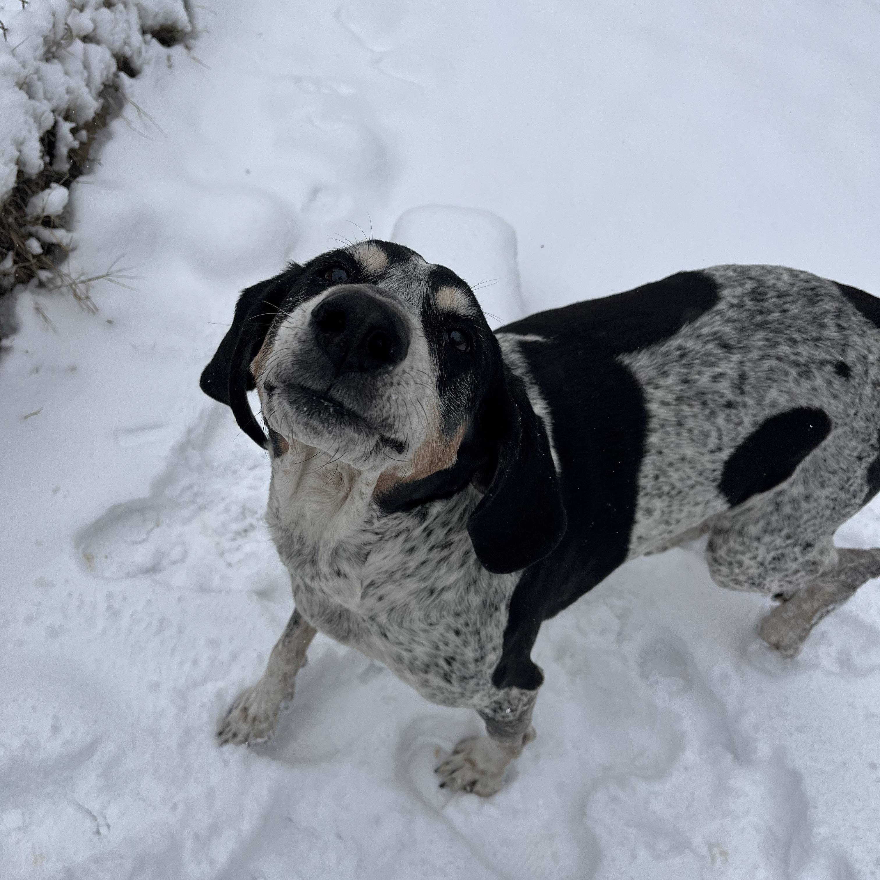 Enlarge Dixey , a ADOPTABLE Bluetick Coonhound in Loudon, TN image 3/4
