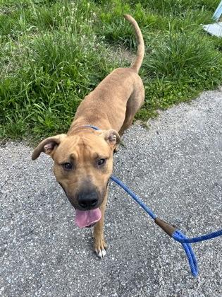 Enlarge Java, a Adoptable mixed breed in Columbus, IN image 1/3