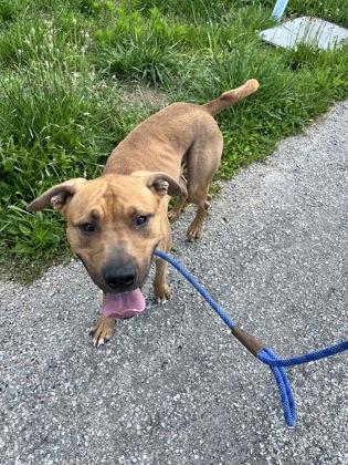Enlarge Java, a Adoptable mixed breed in Columbus, IN image 2/3