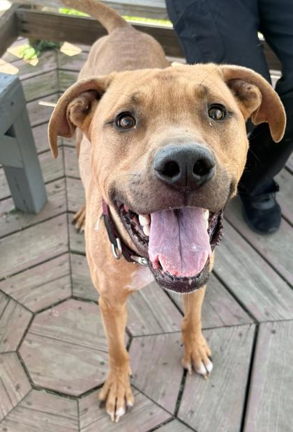 Enlarge Java, a Adoptable mixed breed in Columbus, IN image 2/3
