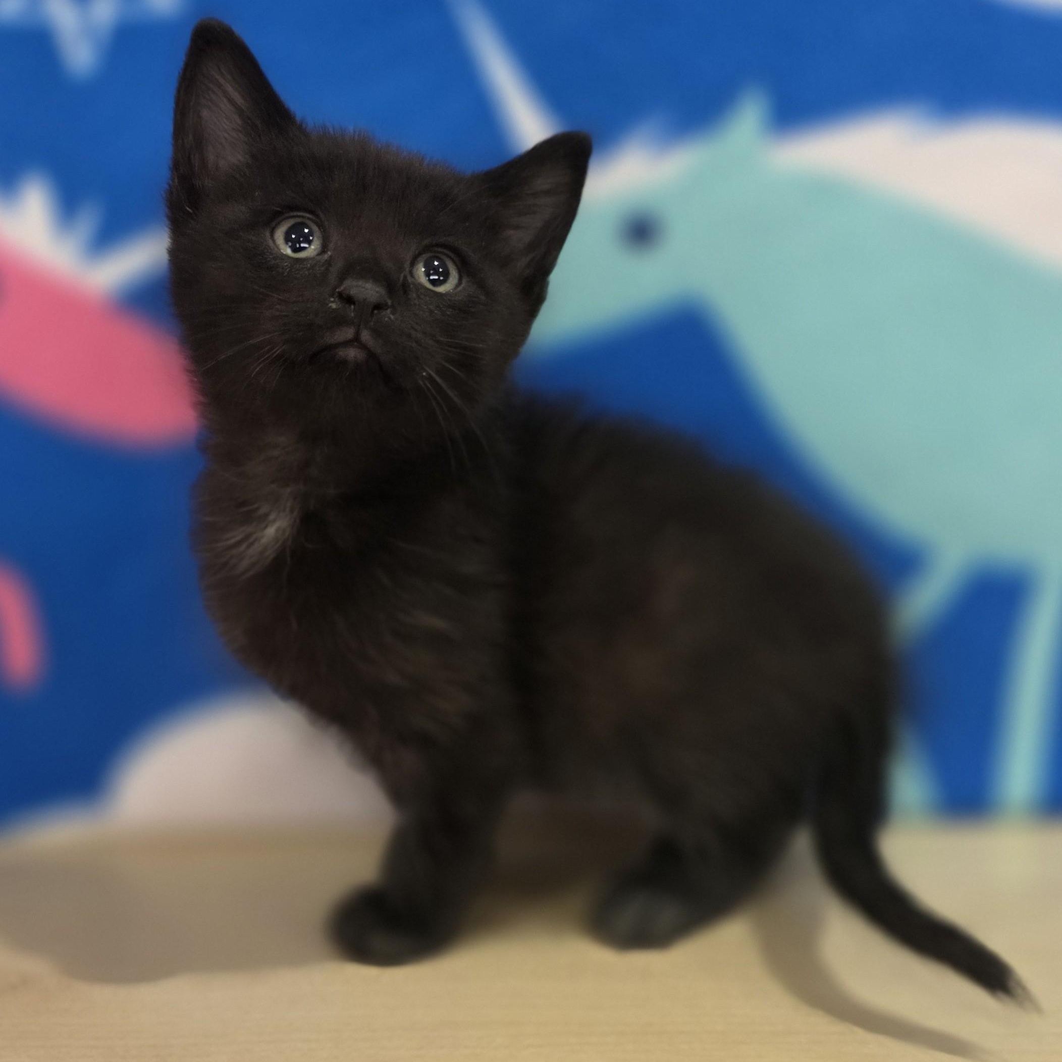 Enlarge Blue Moon, an adopted Domestic Short Hair in Macomb Twp, MI image 2/4