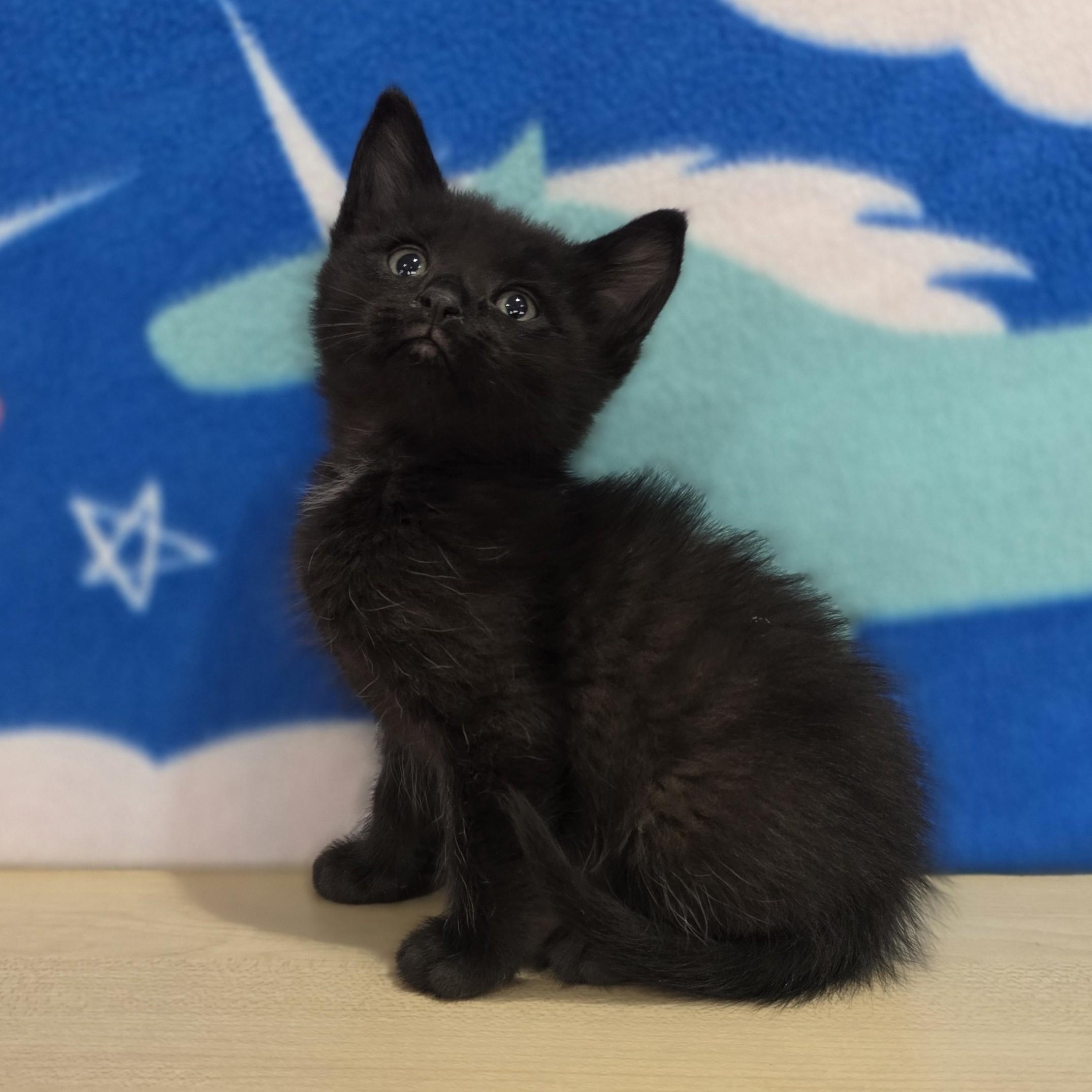 Blue Moon, adopted, Kitten Male Domestic Short Hair.