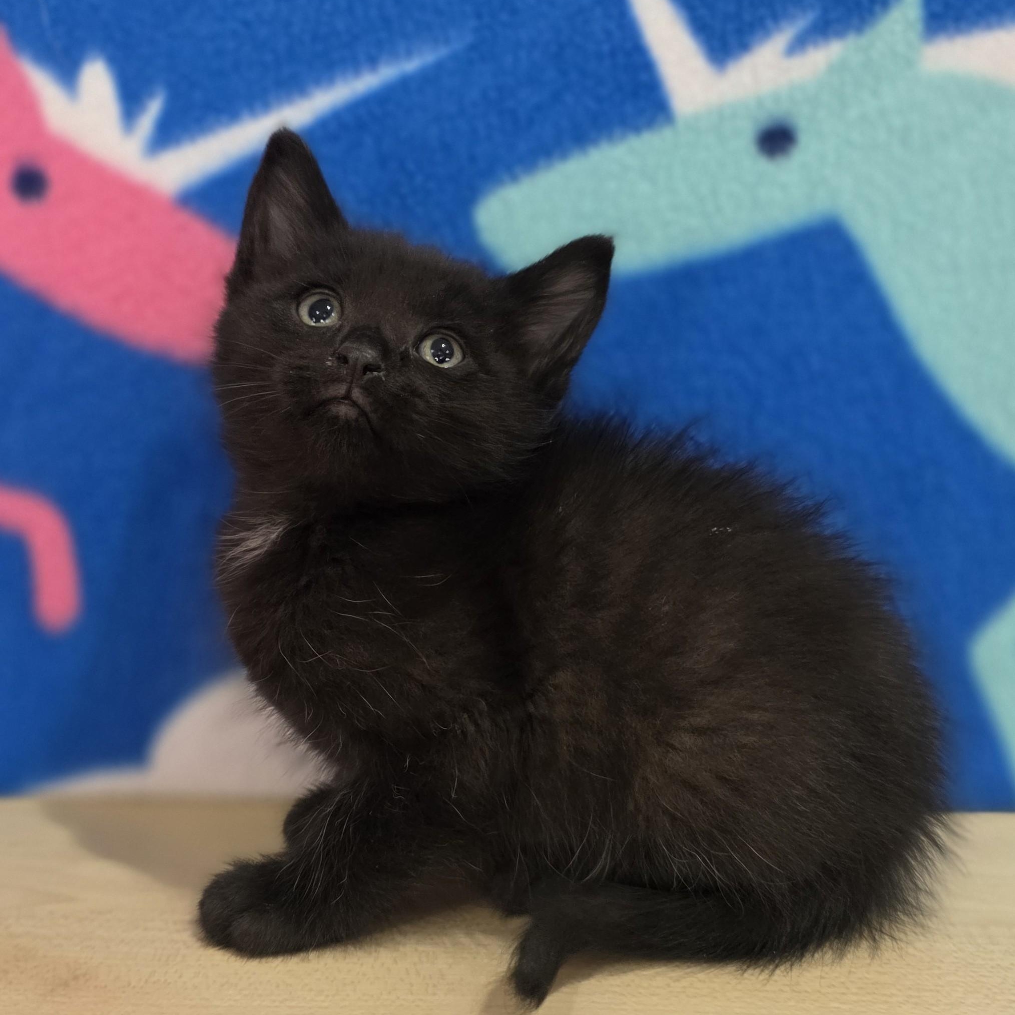 Enlarge Blue Moon, an adopted Domestic Short Hair in Macomb Twp, MI image 3/4