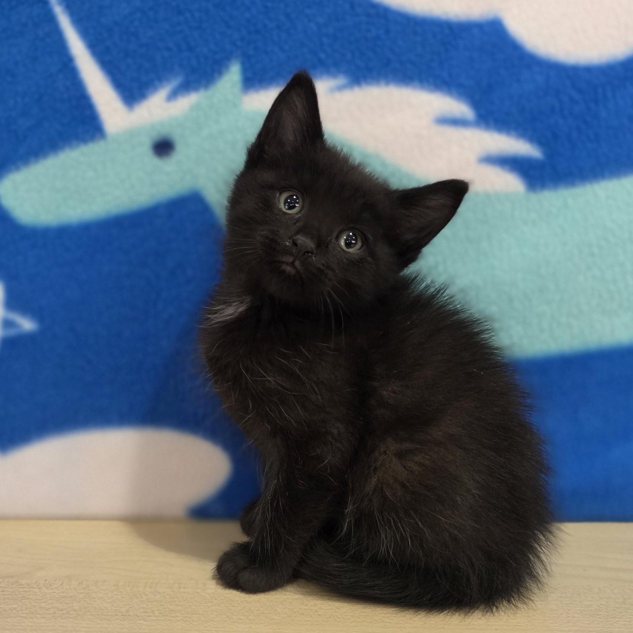 Enlarge Blue Moon, an adopted Domestic Short Hair in Macomb Twp, MI image 4/4