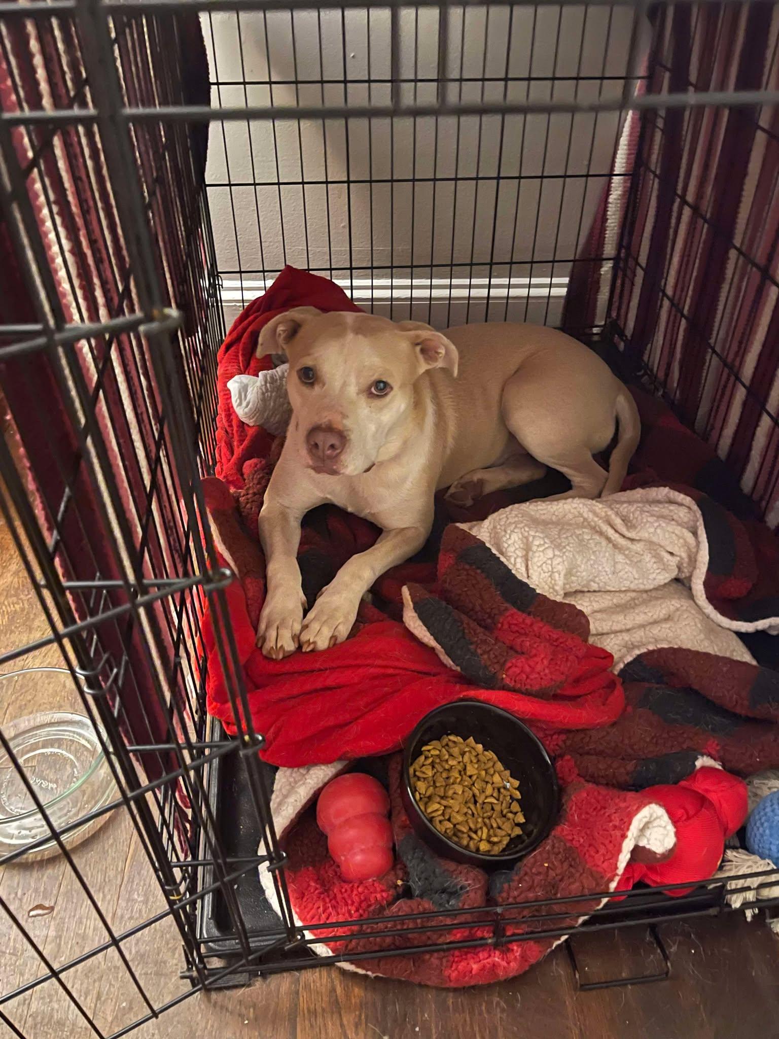 JR, a Adoptable mixed breed in Sheboygan, WI image 2/5