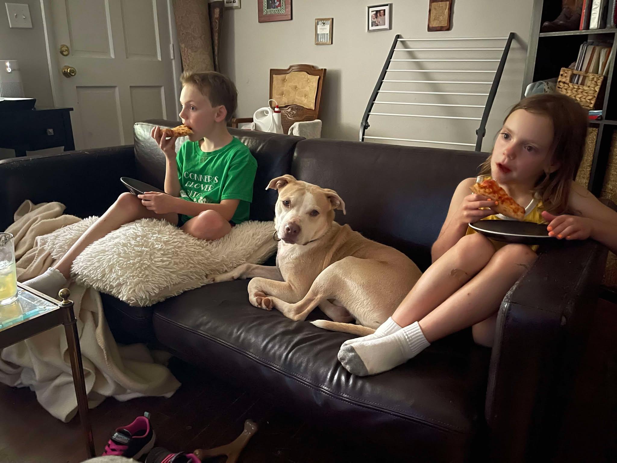 JR, a Adoptable mixed breed in Sheboygan, WI image 3/5