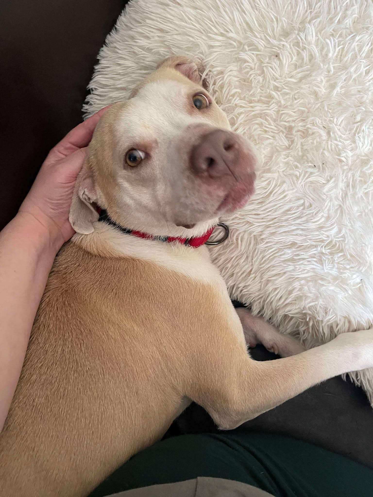 JR, a Adoptable mixed breed in Sheboygan, WI image 1/5