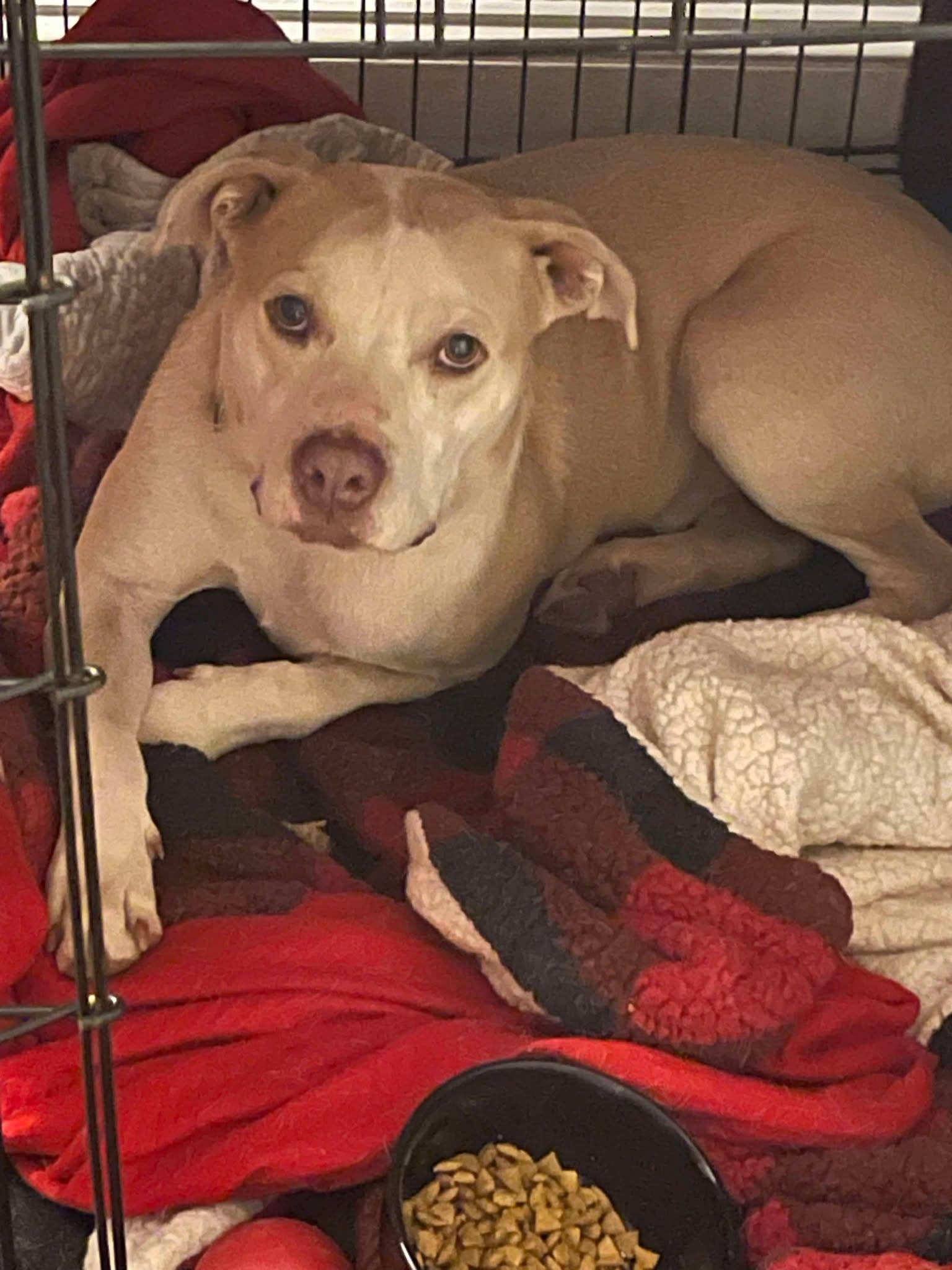 JR, a Adoptable mixed breed in Sheboygan, WI image 4/5