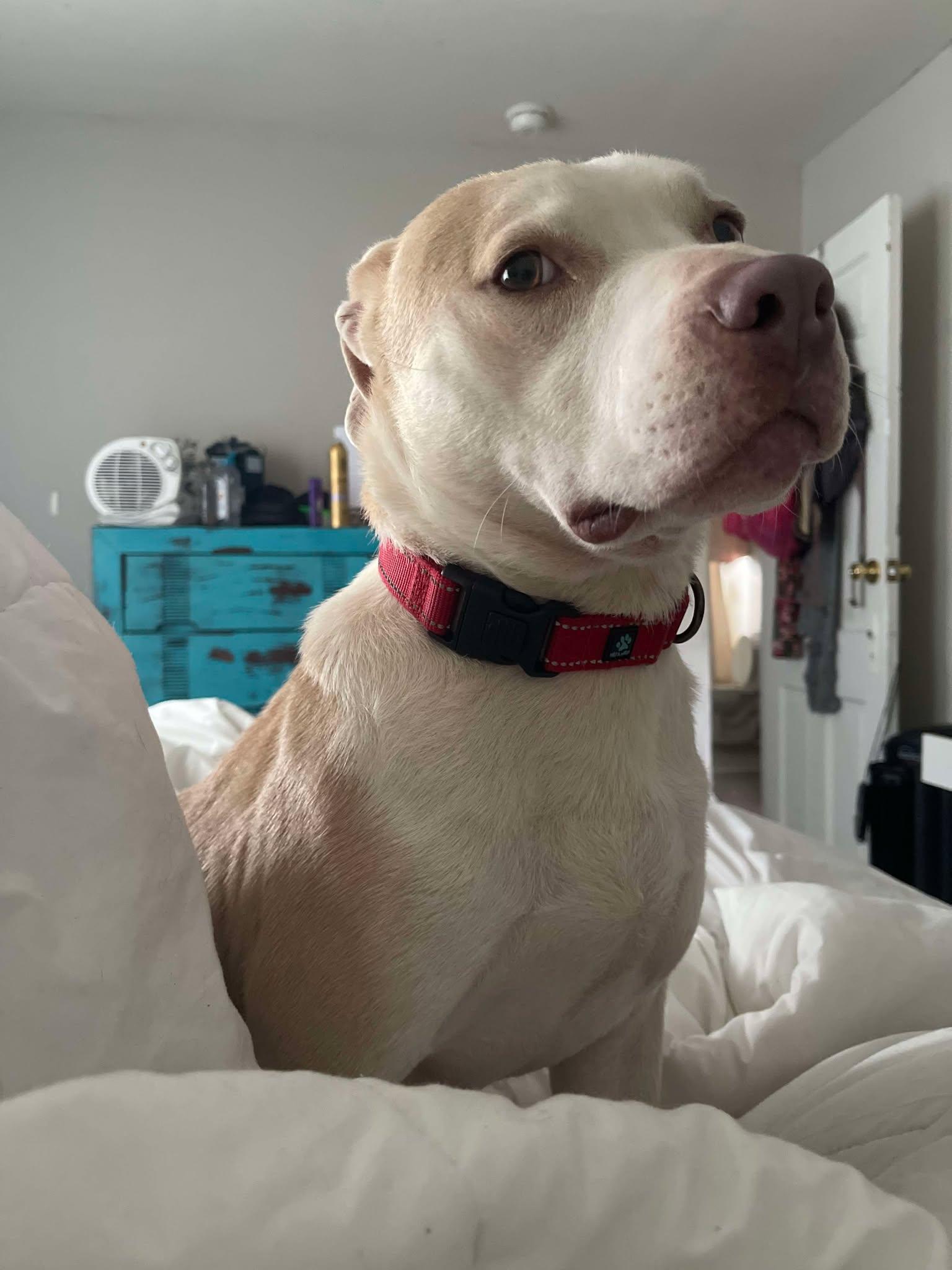 JR, a Adoptable mixed breed in Sheboygan, WI image 5/5