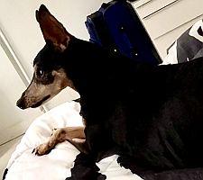 Yuri, a Adoptable Miniature Pinscher in Miami, FL image 2/3