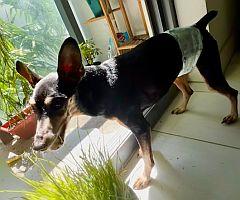 Yuri, a Adoptable Miniature Pinscher in Miami, FL image 3/3