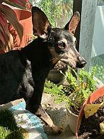Yuri, a Adoptable Miniature Pinscher in Miami, FL image 1/3