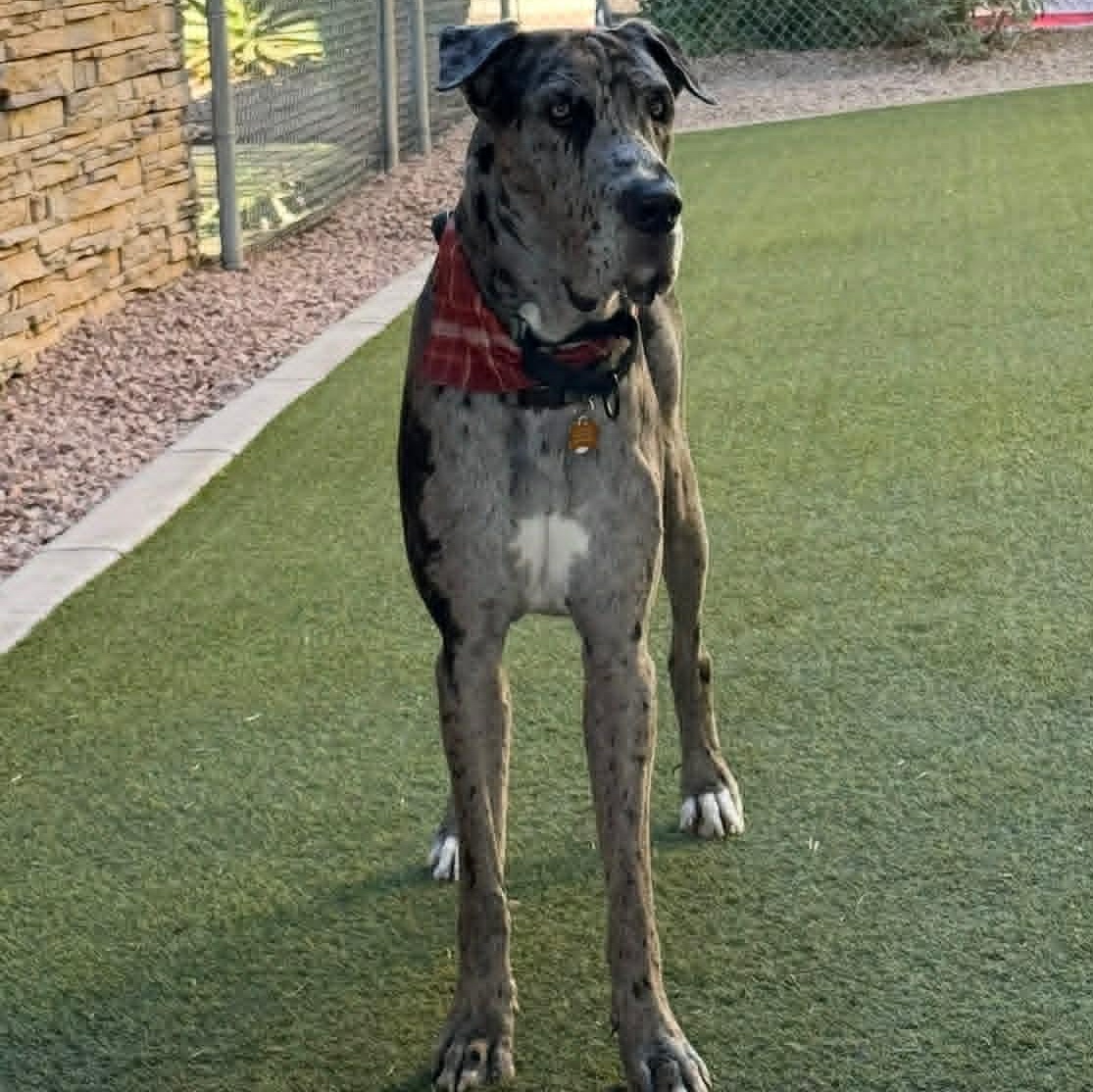 Enlarge Lukeville, a Adoptable Great Dane in Mesa, AZ image 4/5
