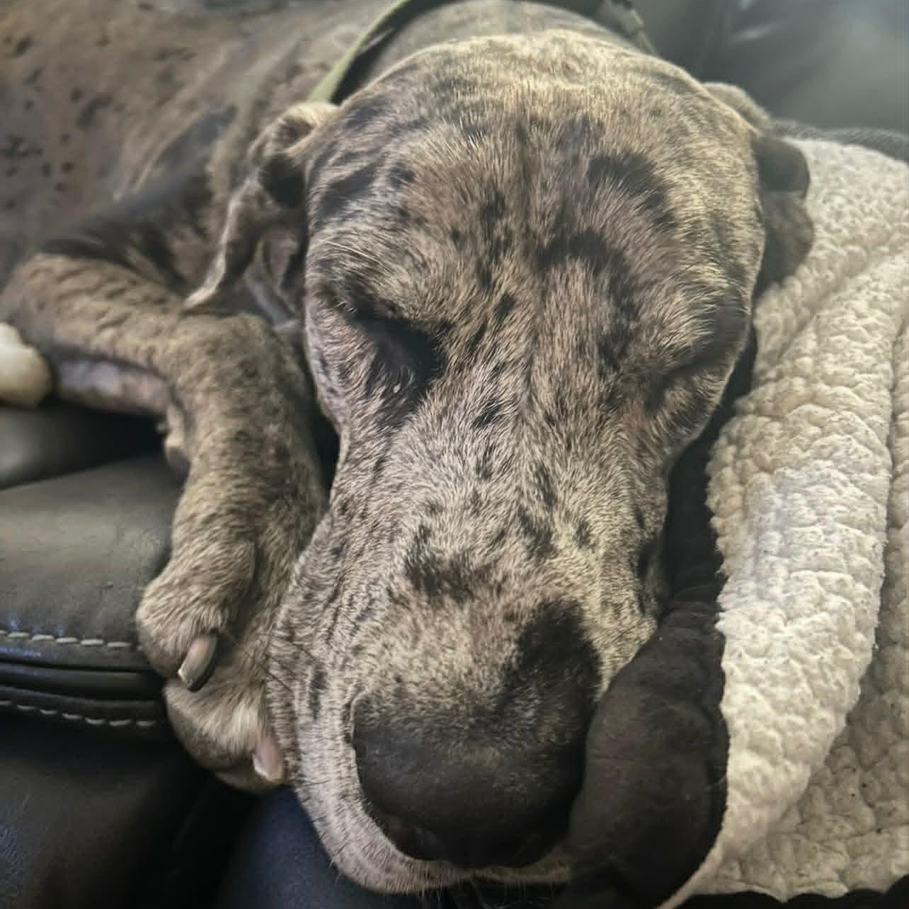 Enlarge Lukeville, a Adoptable Great Dane in Mesa, AZ image 1/5