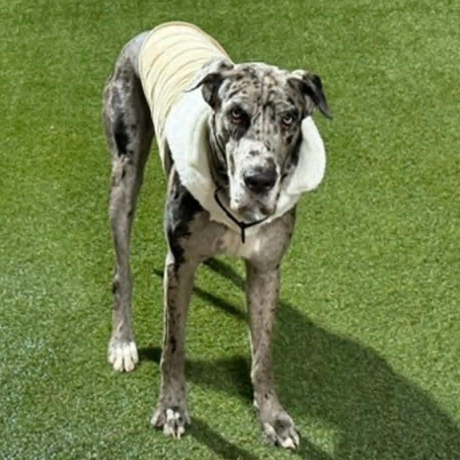 Enlarge Lukeville, a Adoptable Great Dane in Mesa, AZ image 2/5