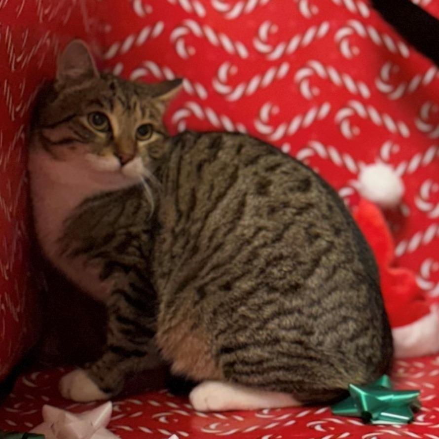 Zuma, Adoptable, Young Male Domestic Short Hair.