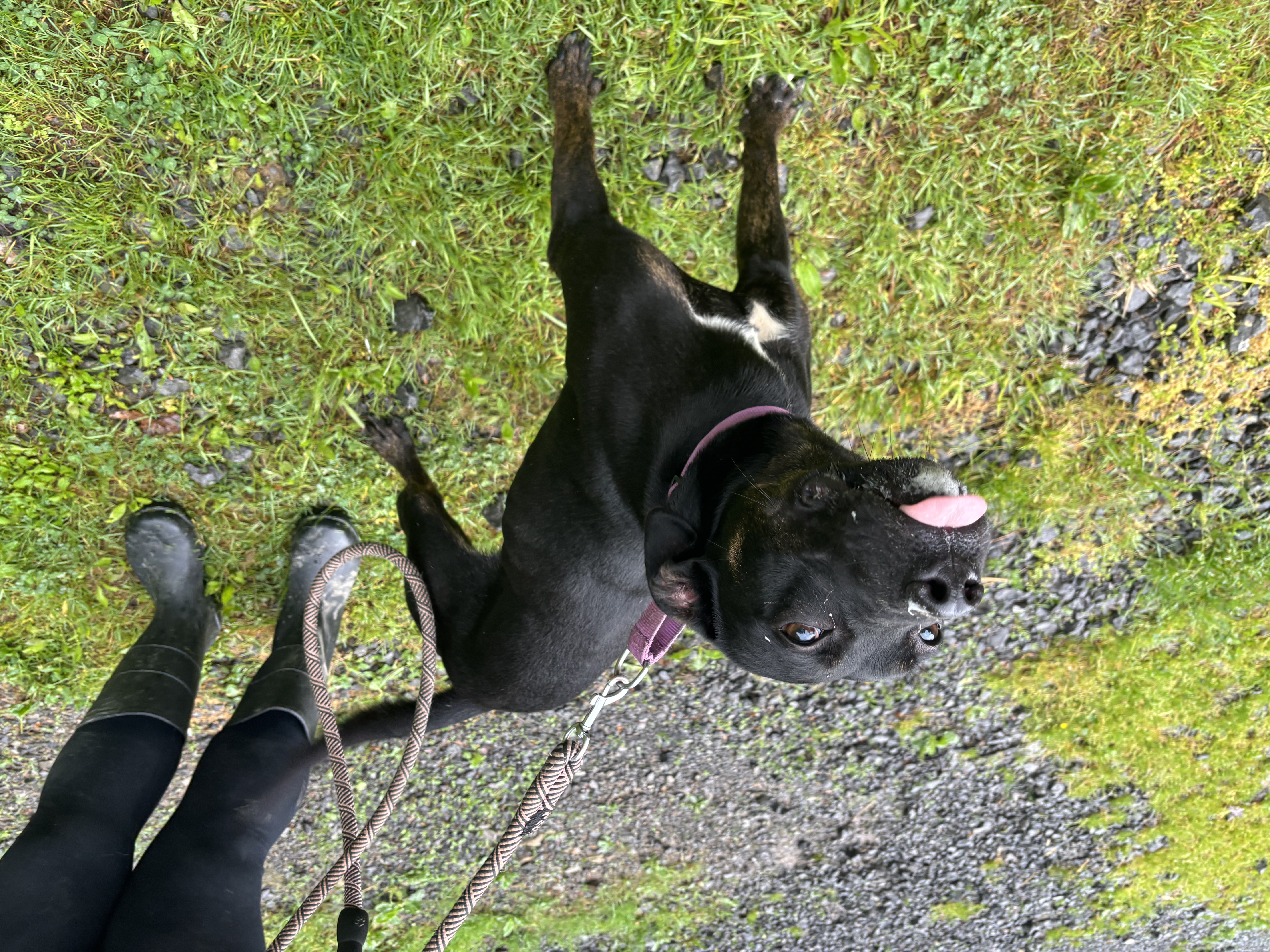 Enlarge JET, a Adopted mixed breed in Grafton, WV image 5/6