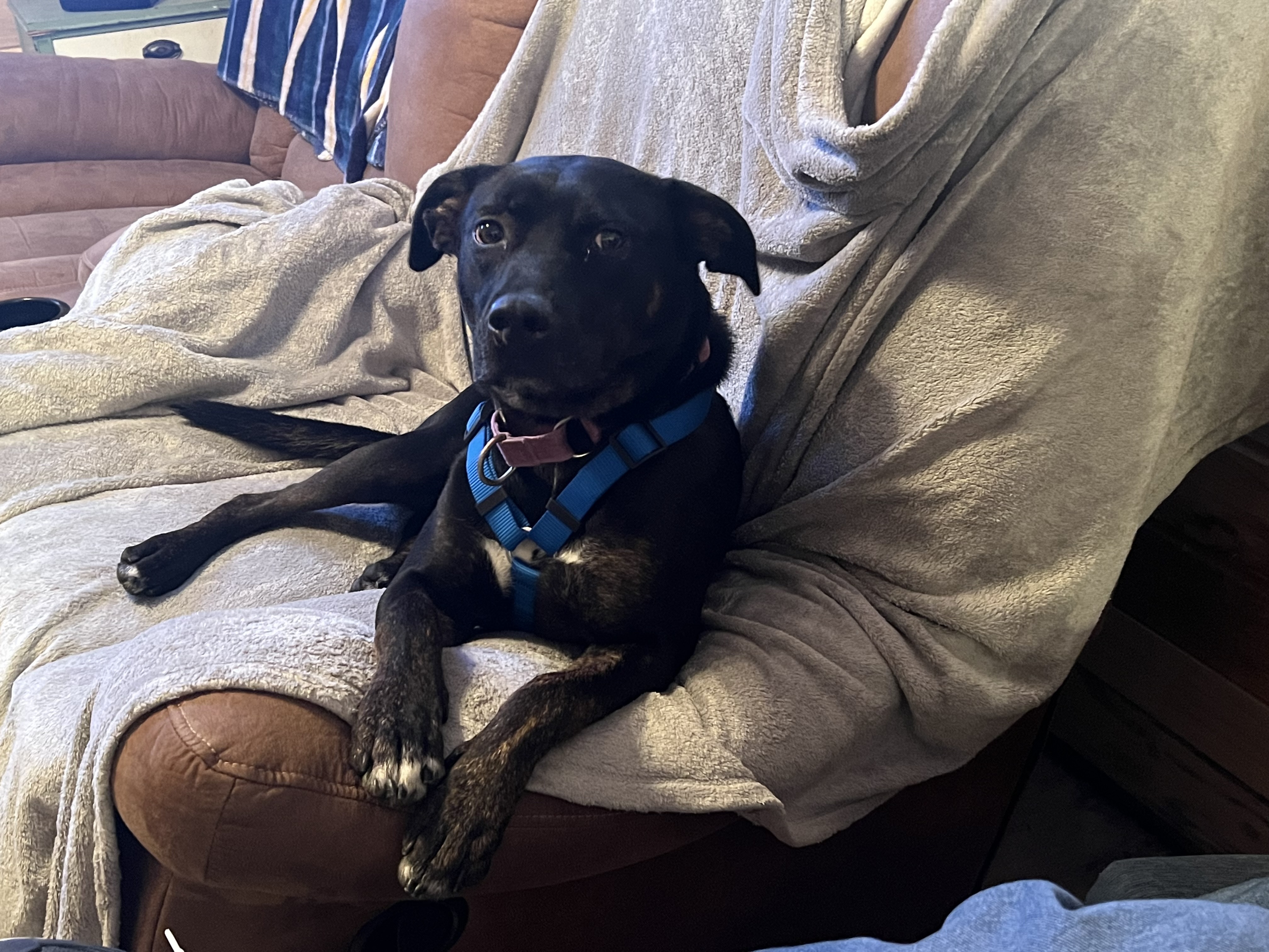Enlarge JET, a Adopted mixed breed in Grafton, WV image 6/6