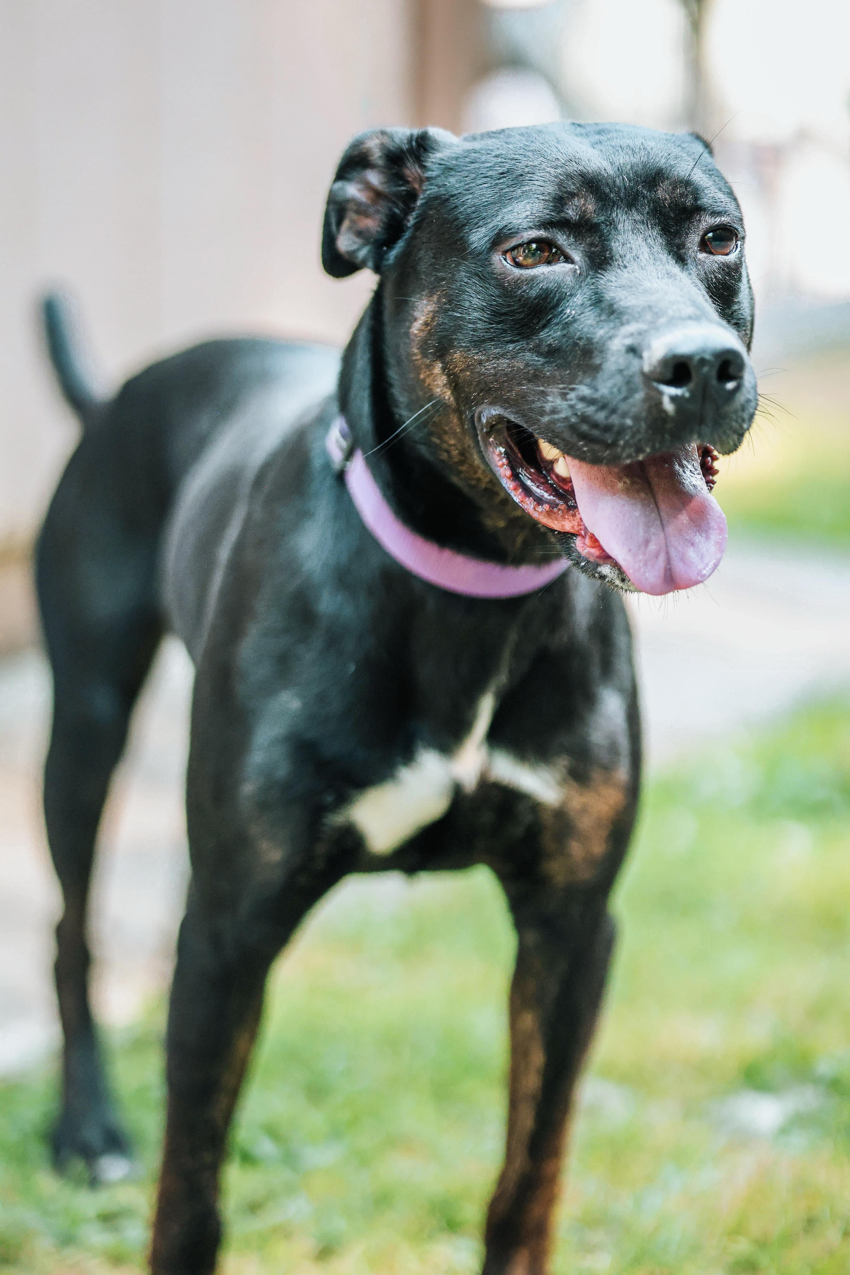 Enlarge JET, a Adopted mixed breed in Grafton, WV image 3/6
