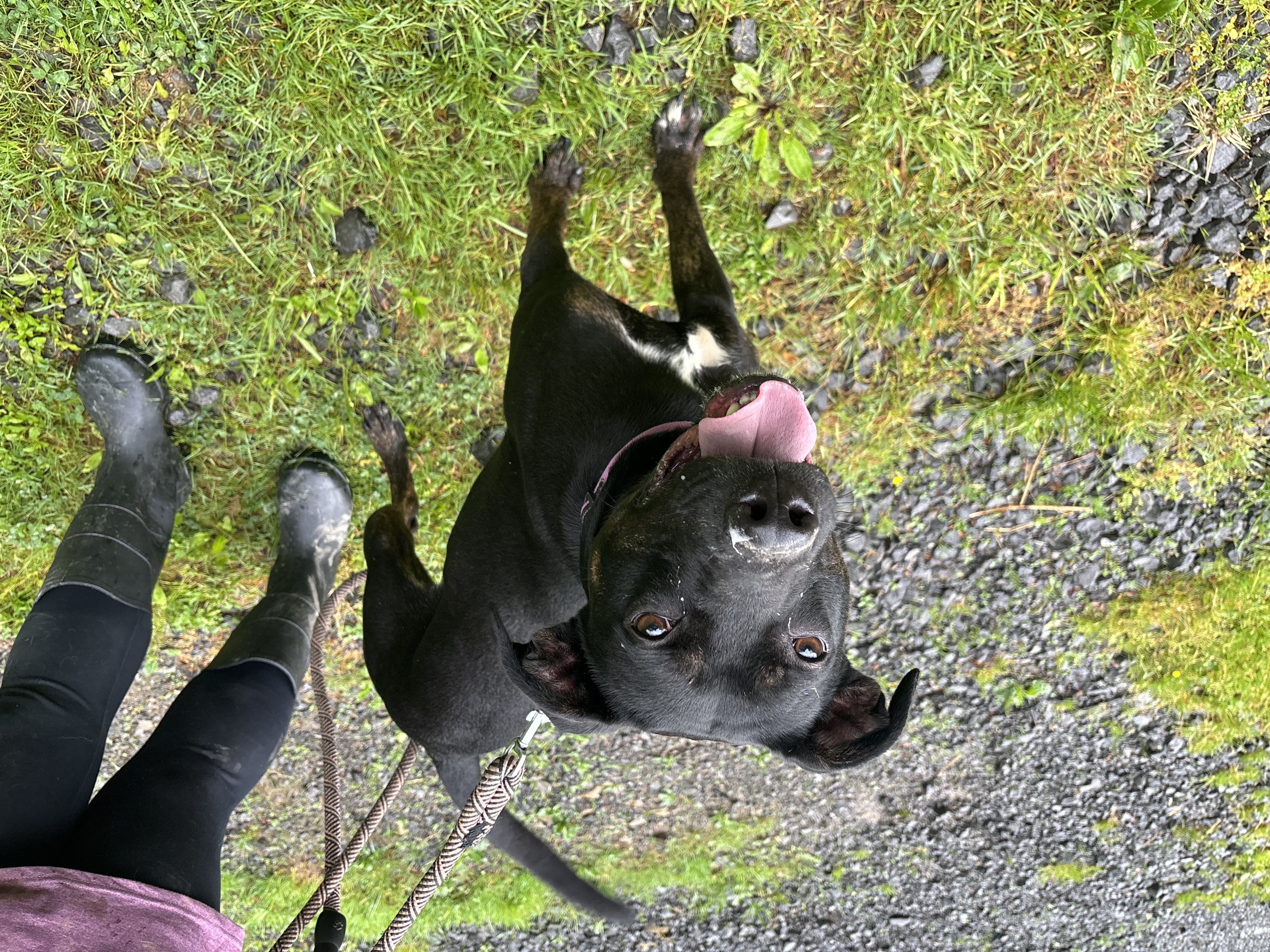 Enlarge JET, a Adopted mixed breed in Grafton, WV image 4/6