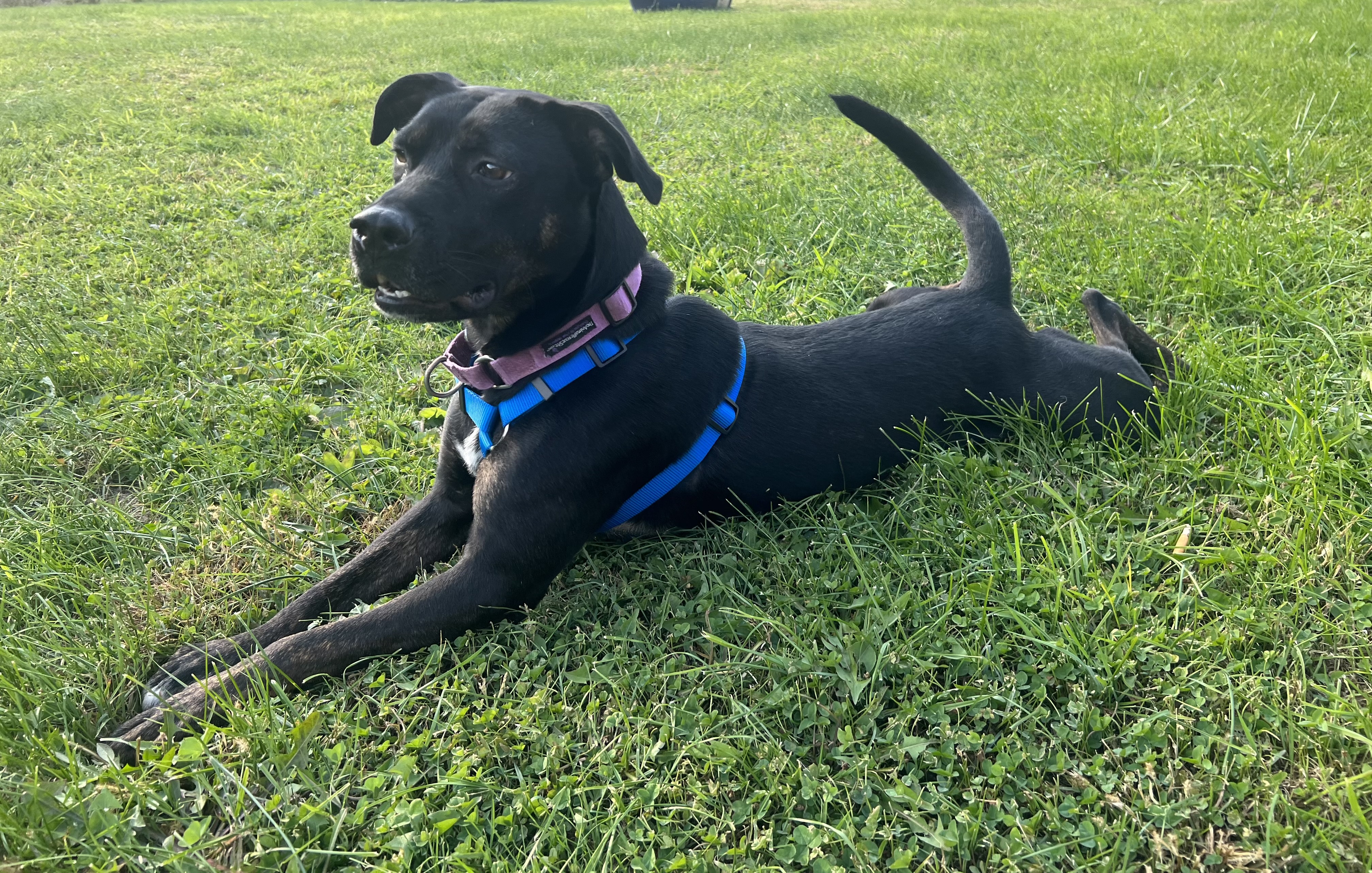 Enlarge JET, a Adopted mixed breed in Grafton, WV image 1/6