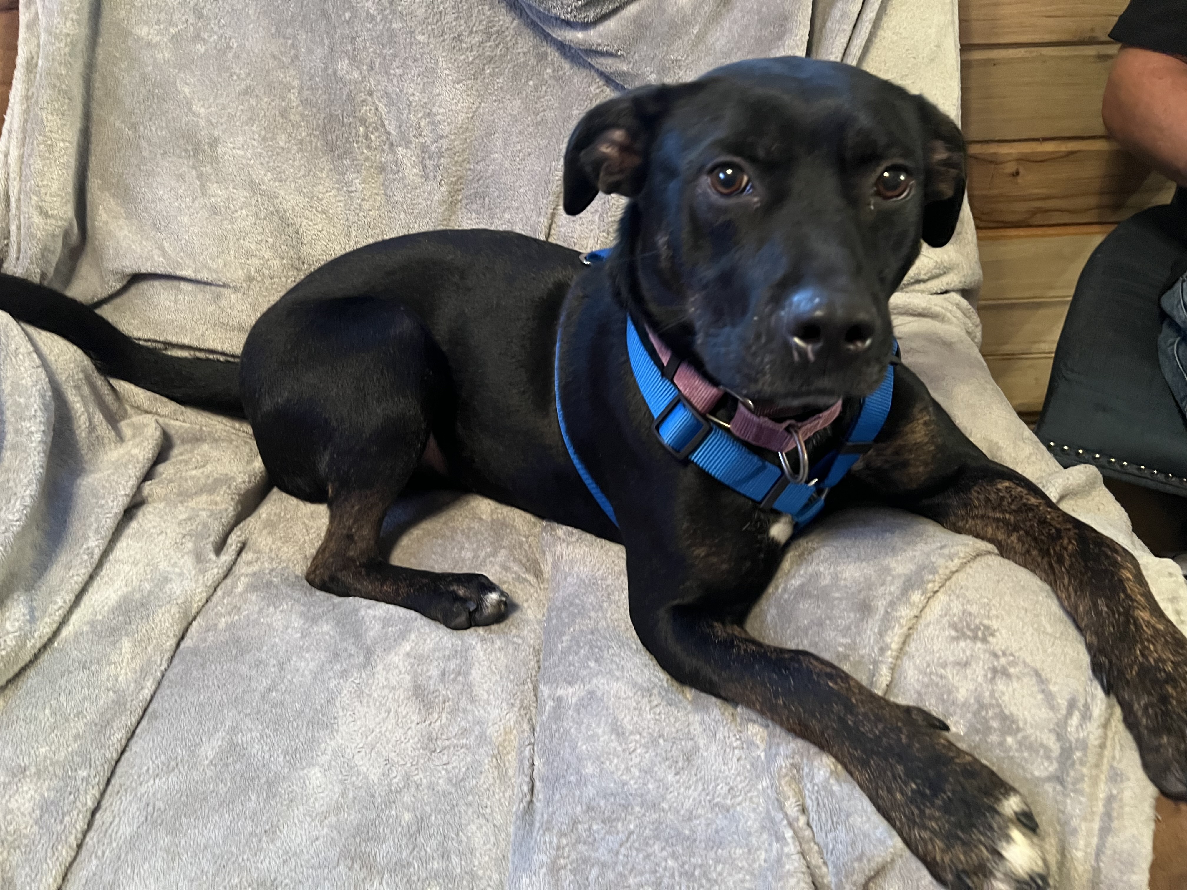 Enlarge JET, a Adopted mixed breed in Grafton, WV image 2/6