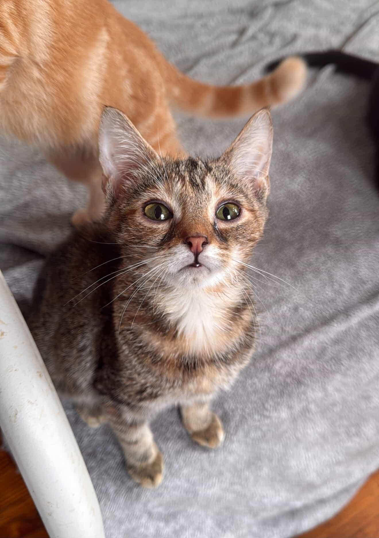 Enlarge MAPLE, a Adoptable mixed breed in New York, NY image 4/6