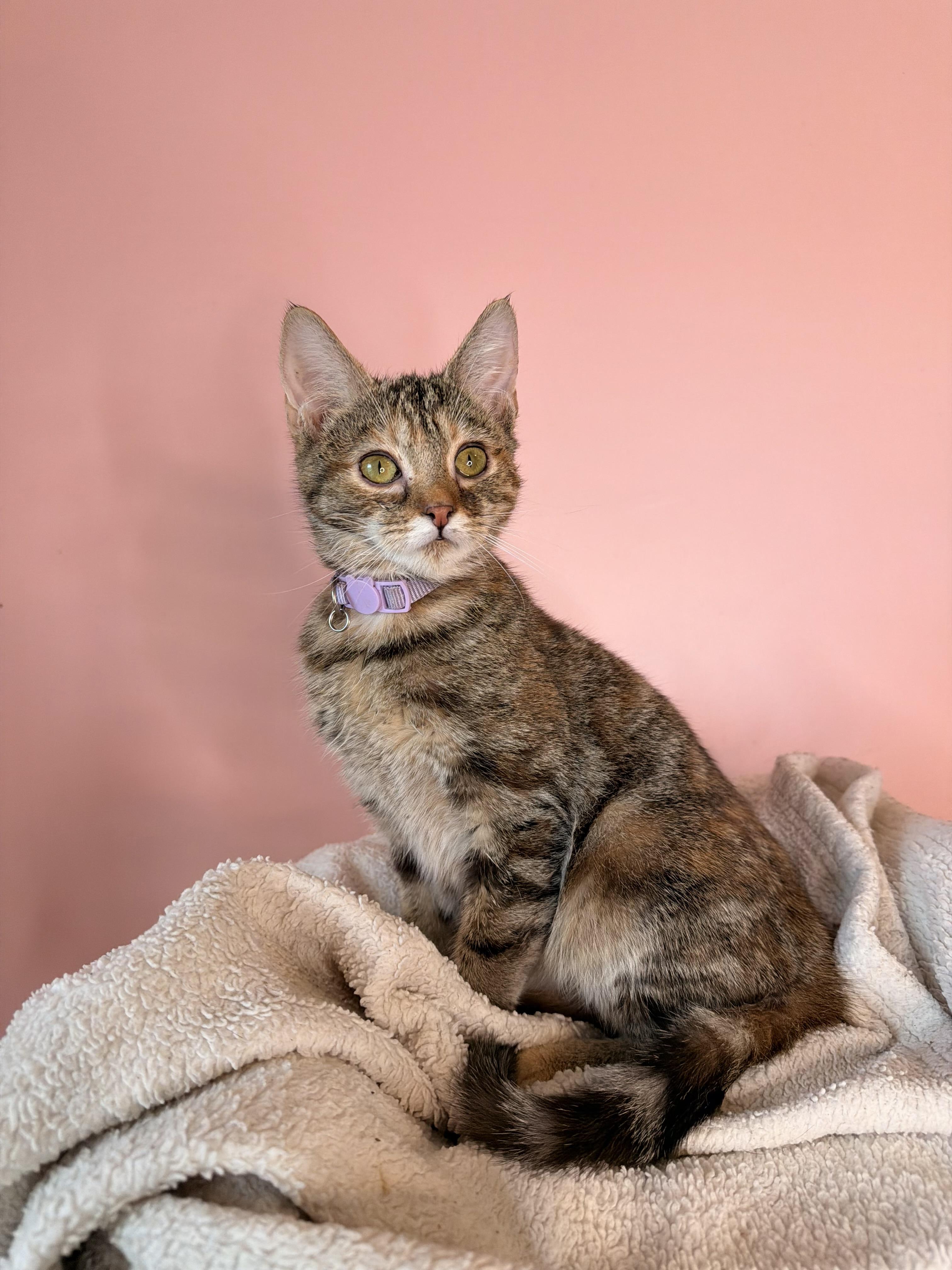 Enlarge MAPLE, a Adoptable mixed breed in New York, NY image 2/6