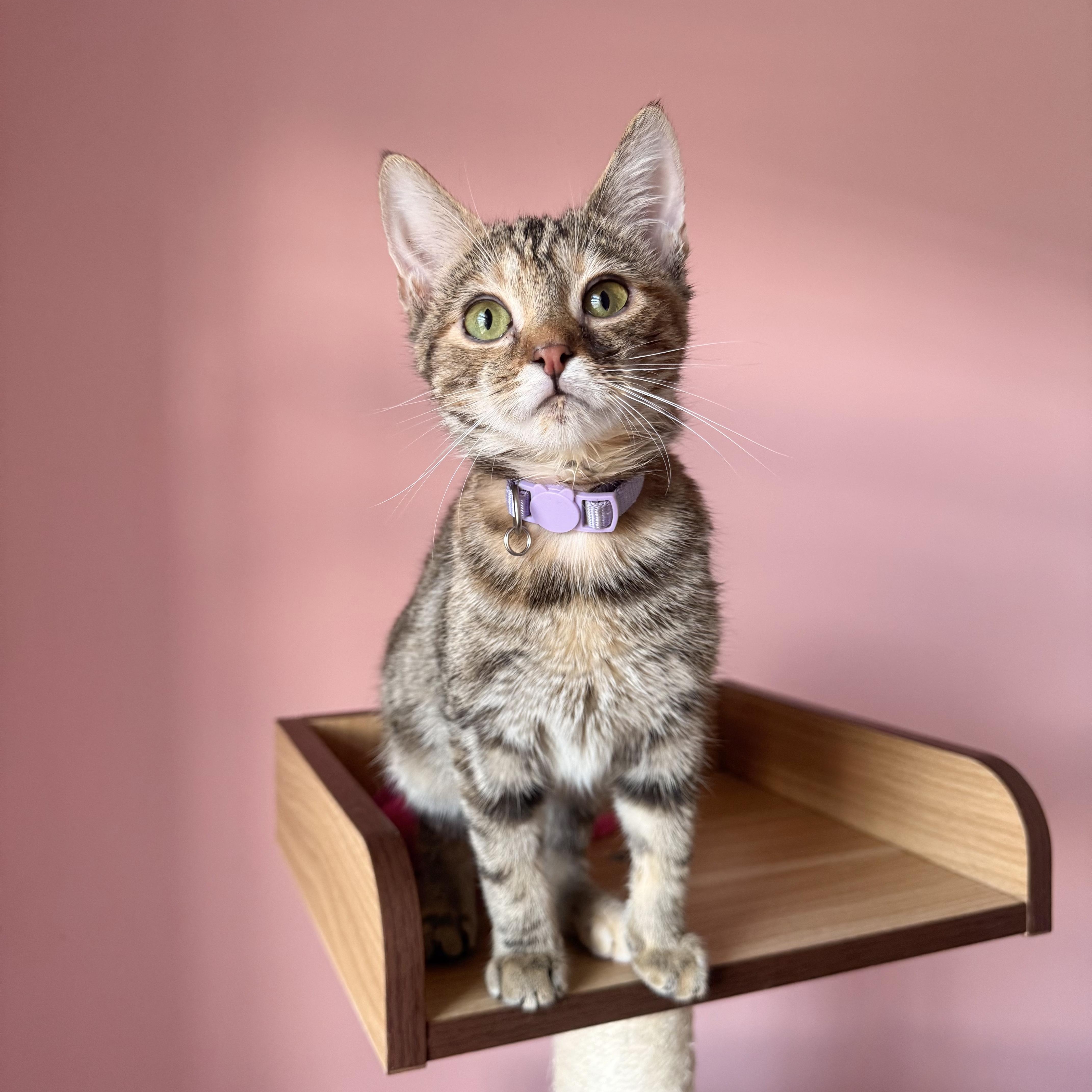 Enlarge MAPLE, a Adoptable mixed breed in New York, NY image 3/6